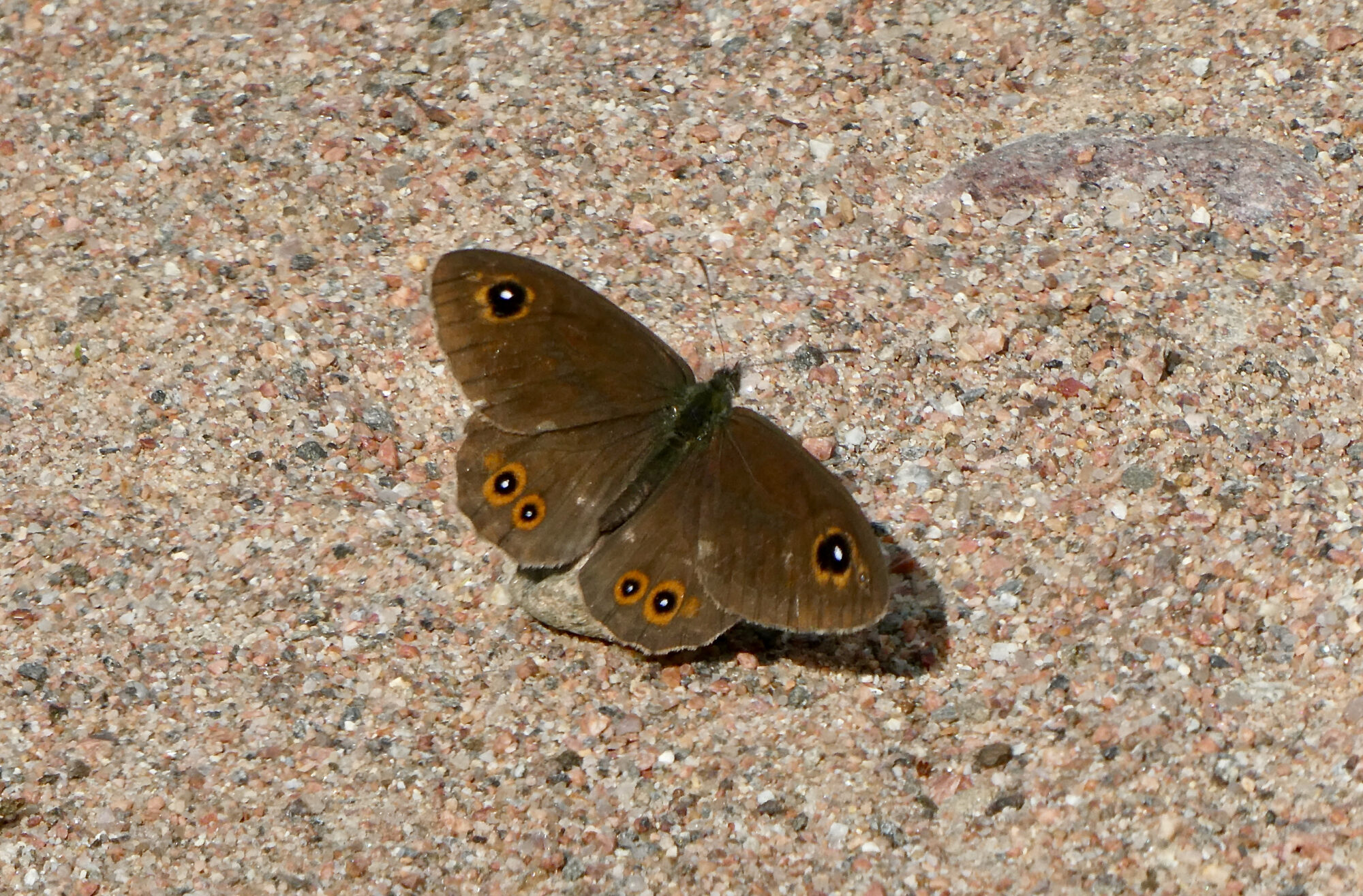 Valokuvaaja: Liisa Niiva-Korpela