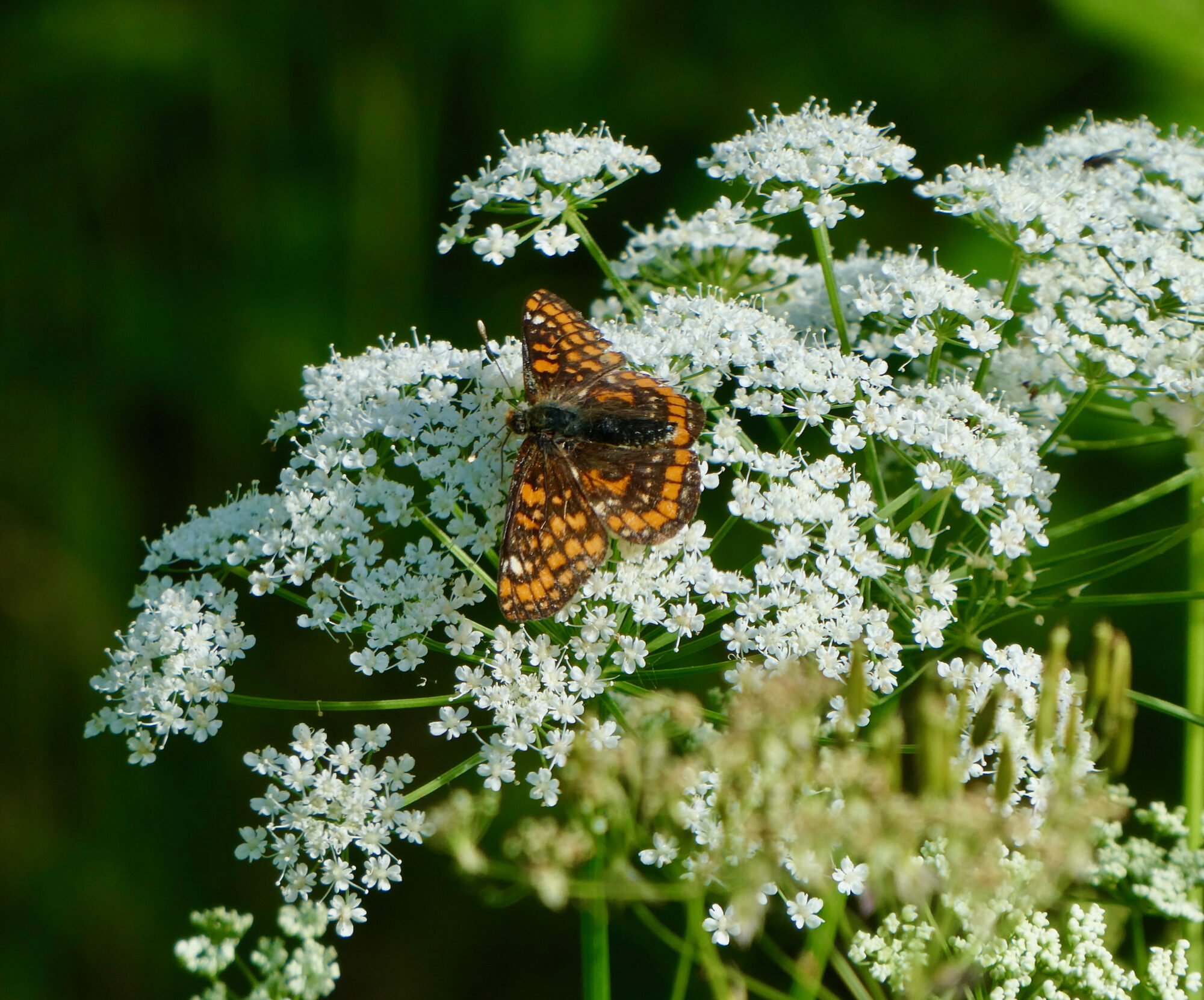 Valokuvaaja: Liisa Niiva-Korpela