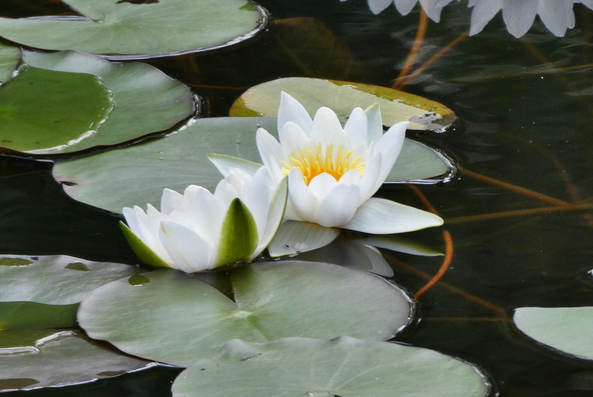 Valokuvaaja: Liisa Niiva-Korpela