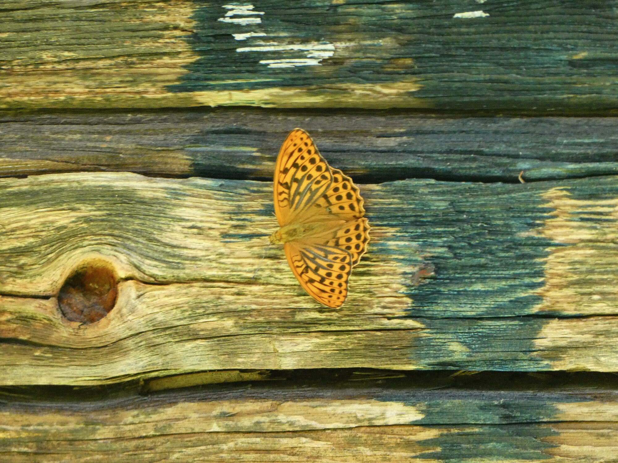 Valokuvaaja: Liisa Niiva-Korpela