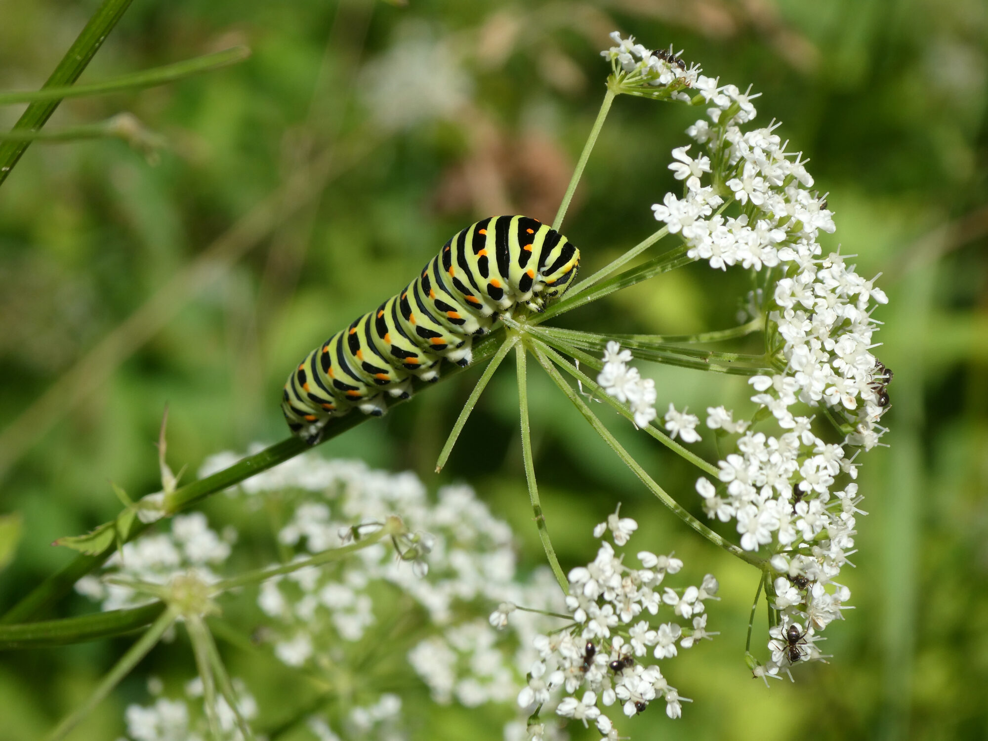 Valokuvaaja: Liisa Niiva-Korpela