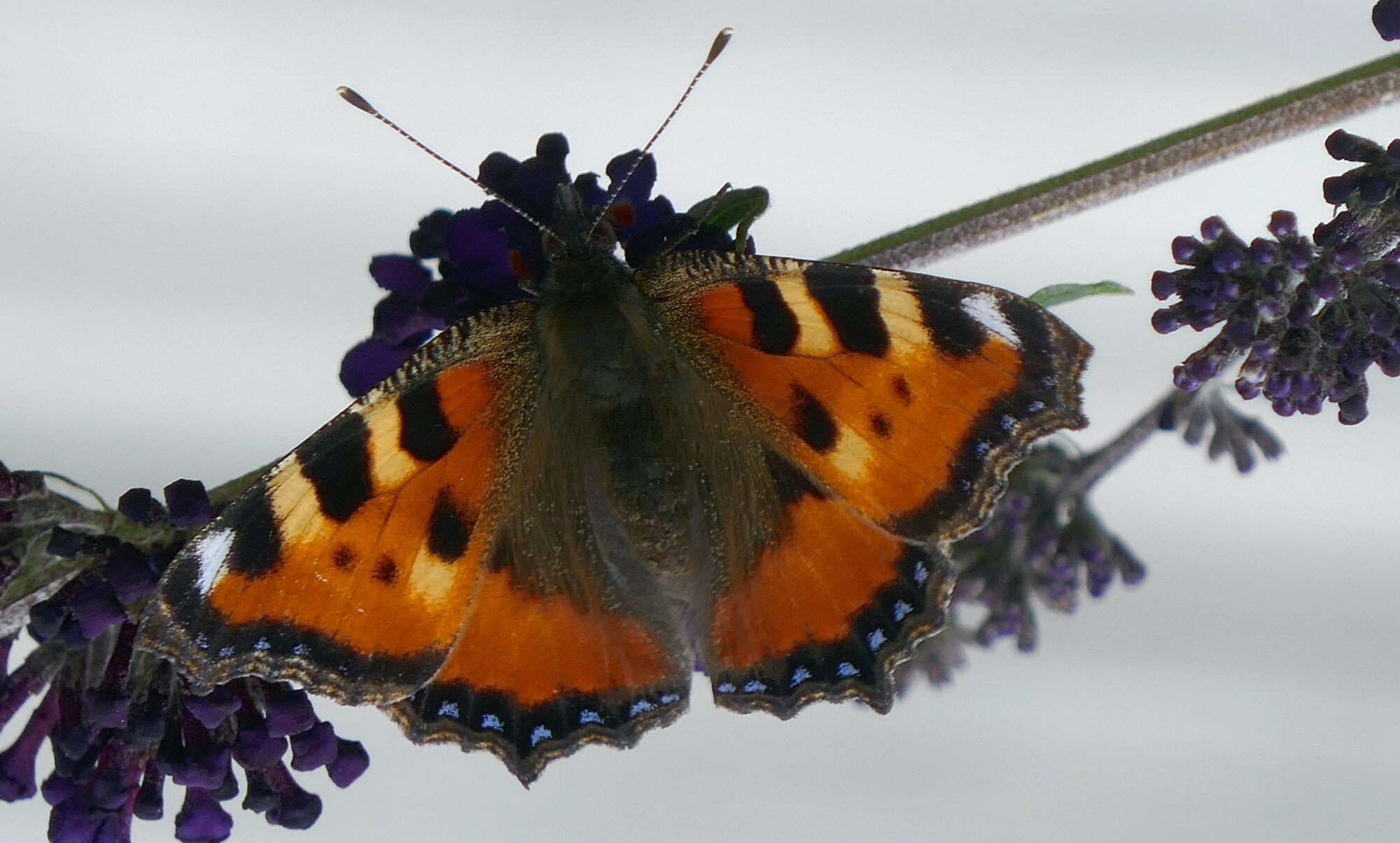 Valokuvaaja: Marjut Ikonen Valokuvaaja: Marjut Ikonen
