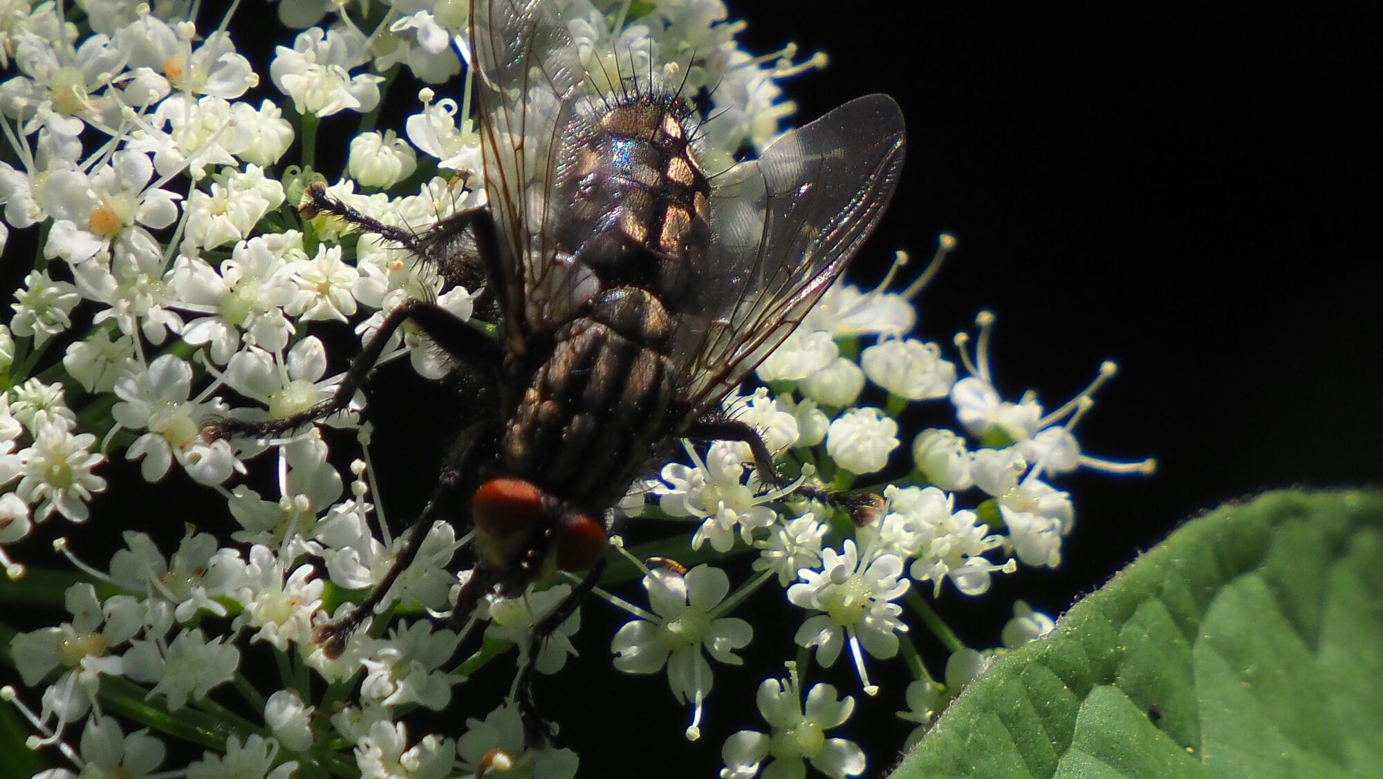 Valokuvaaja: Arja Valtonen