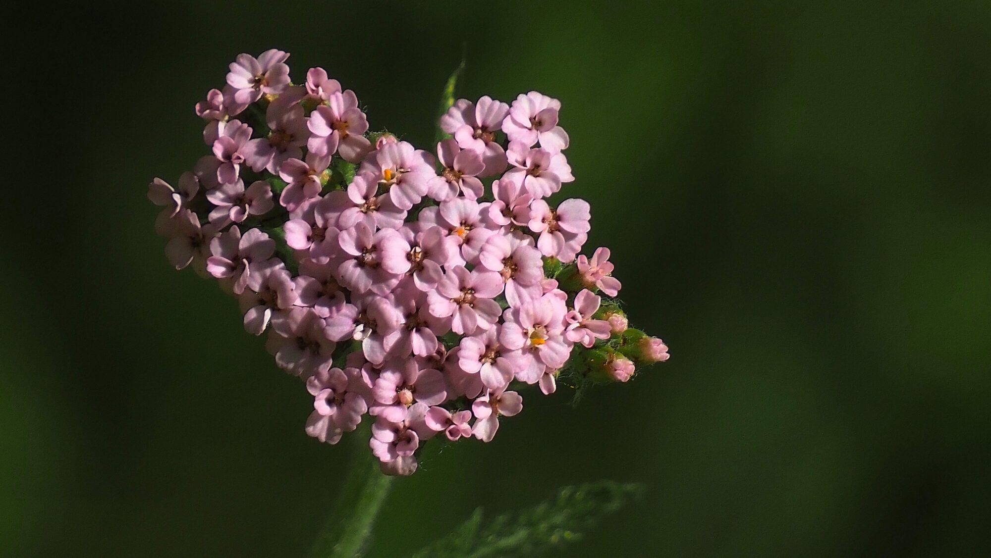 Valokuvaaja: Arja Valtonen