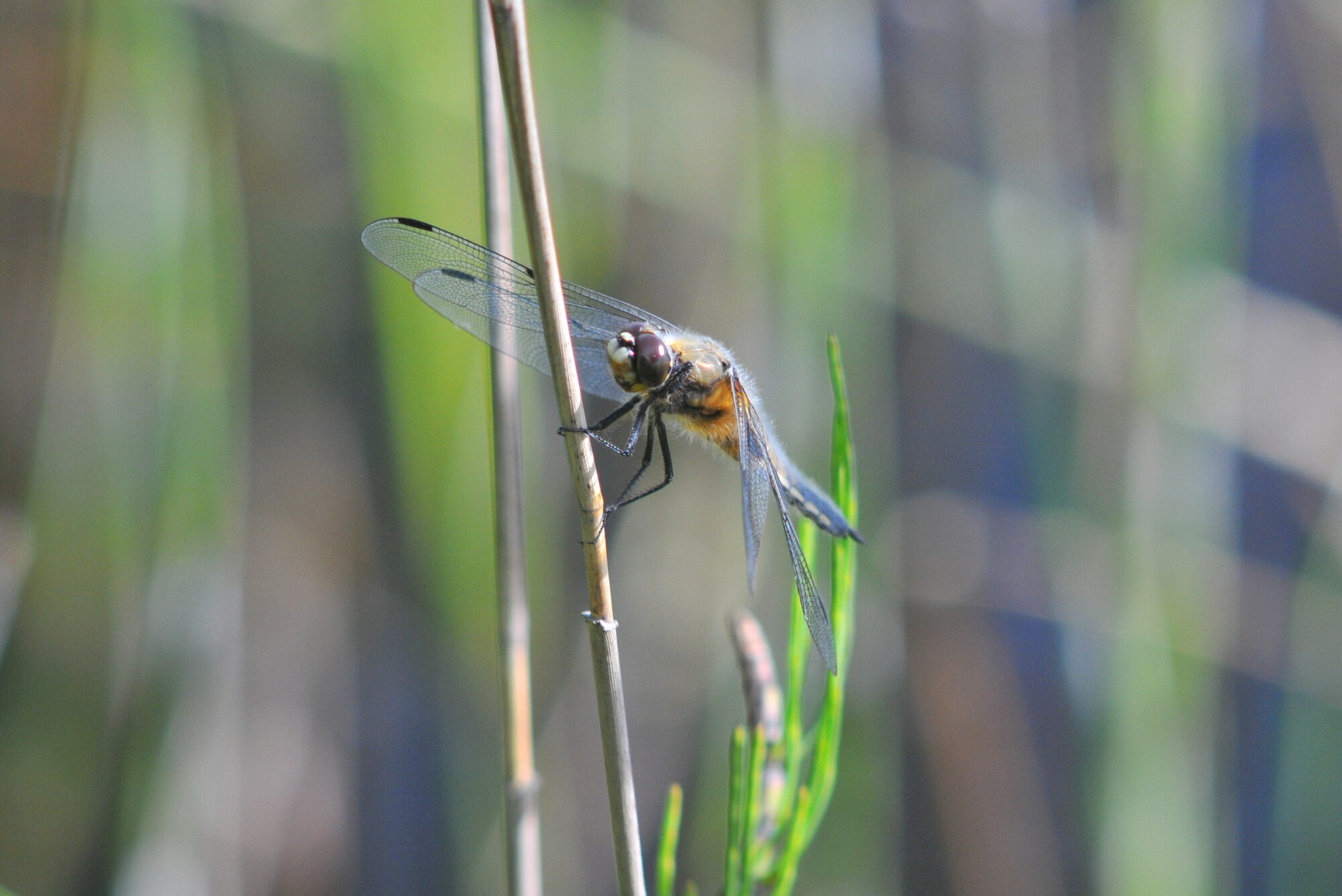Valokuvaaja: Kaarlo Asikainen
