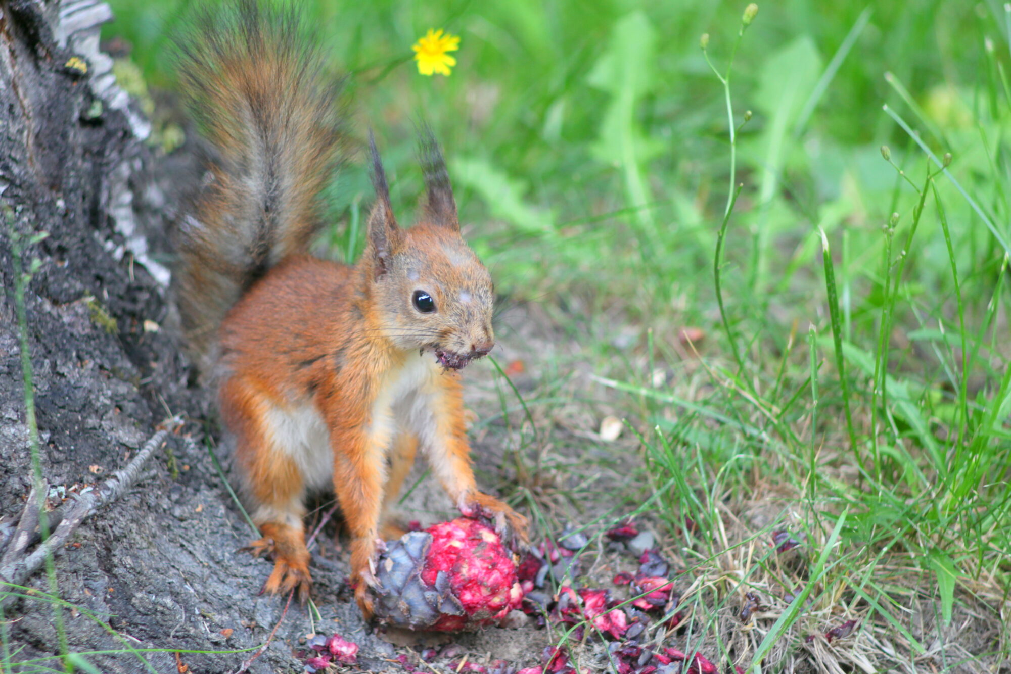 Valokuvaaja: Kaarlo Asikainen Valokuvaaja: Kaarlo Asikainen