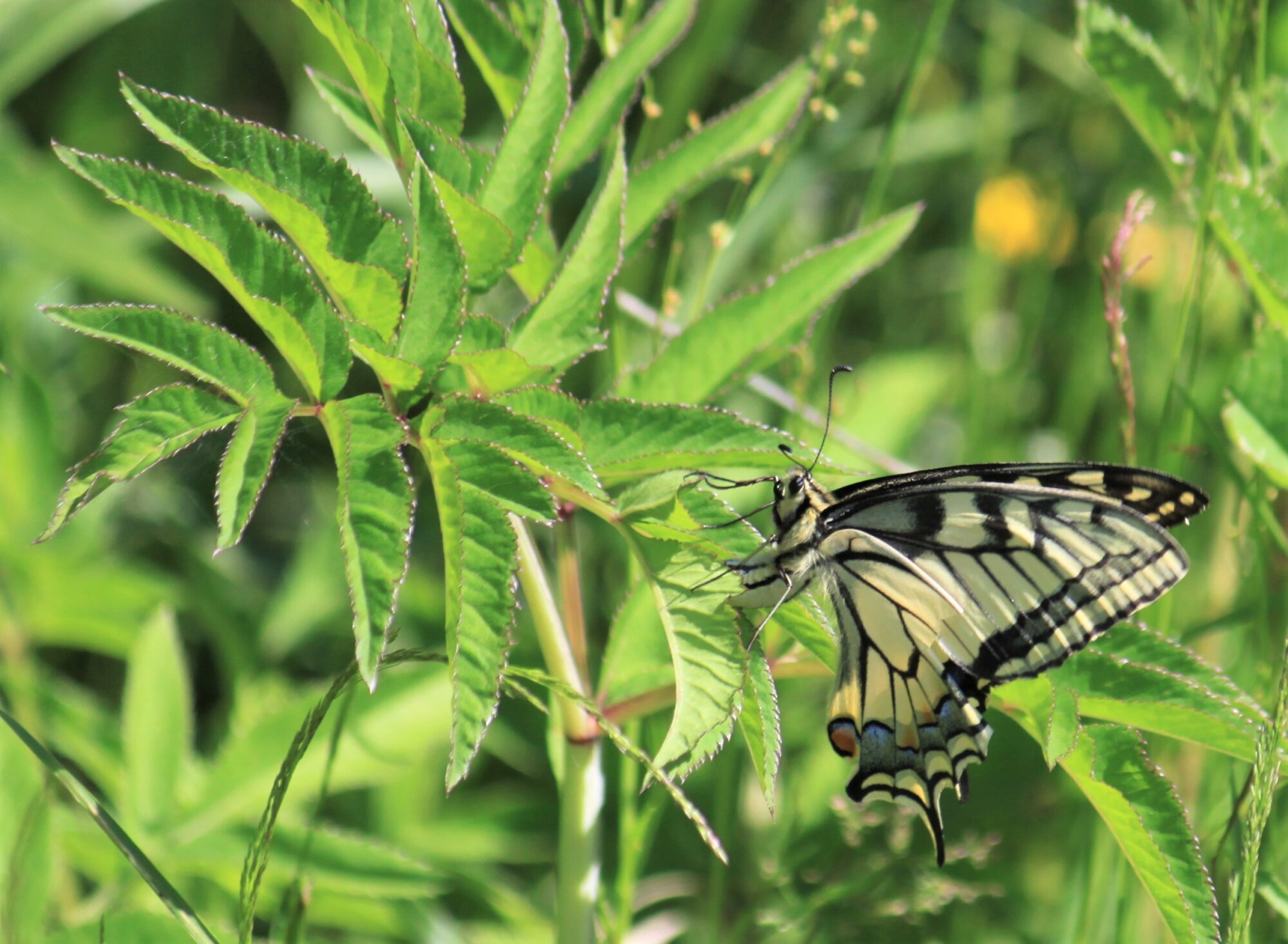 Valokuvaaja: Kaarina Heiskanen