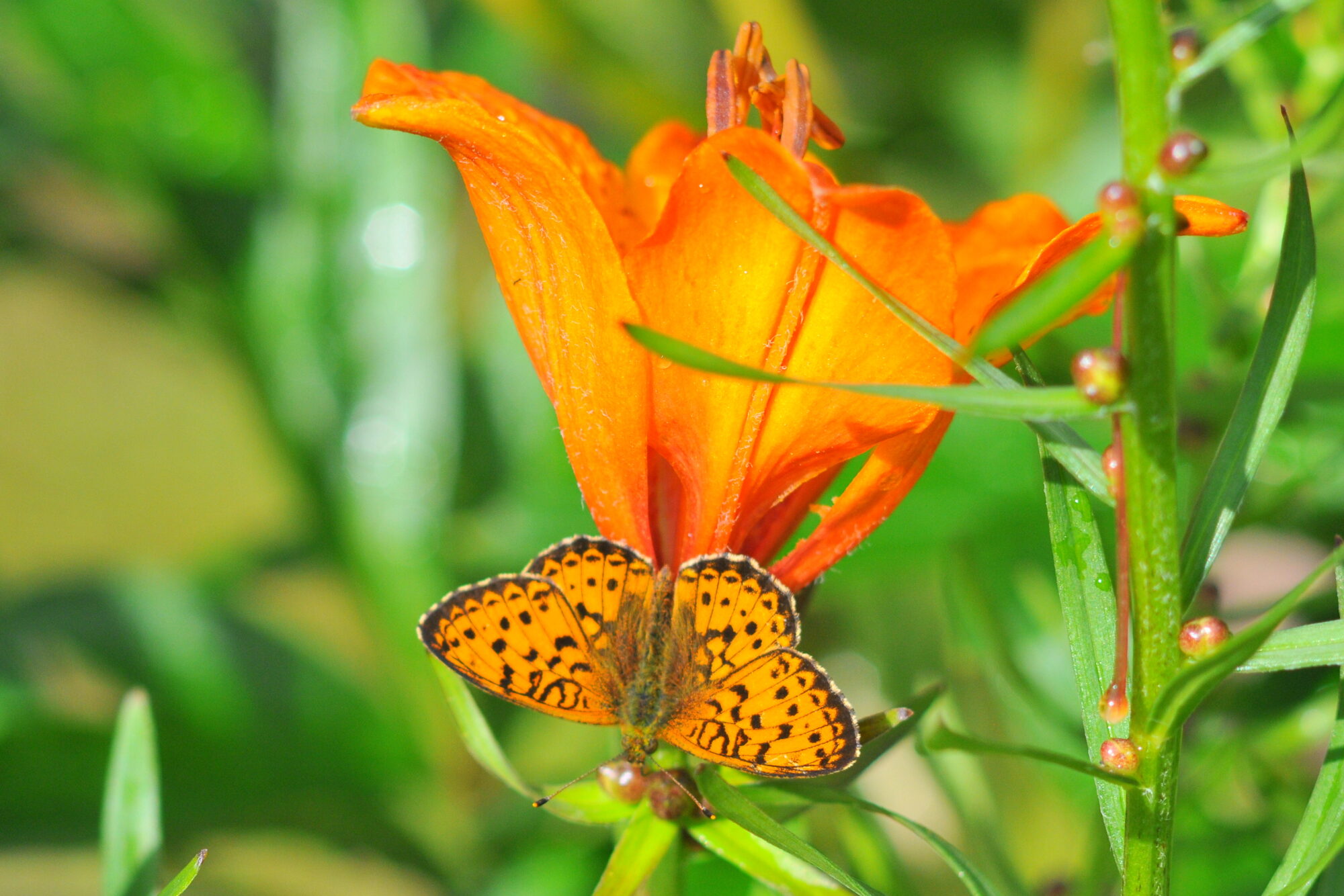 Valokuvaaja: Kaarlo Asikainen