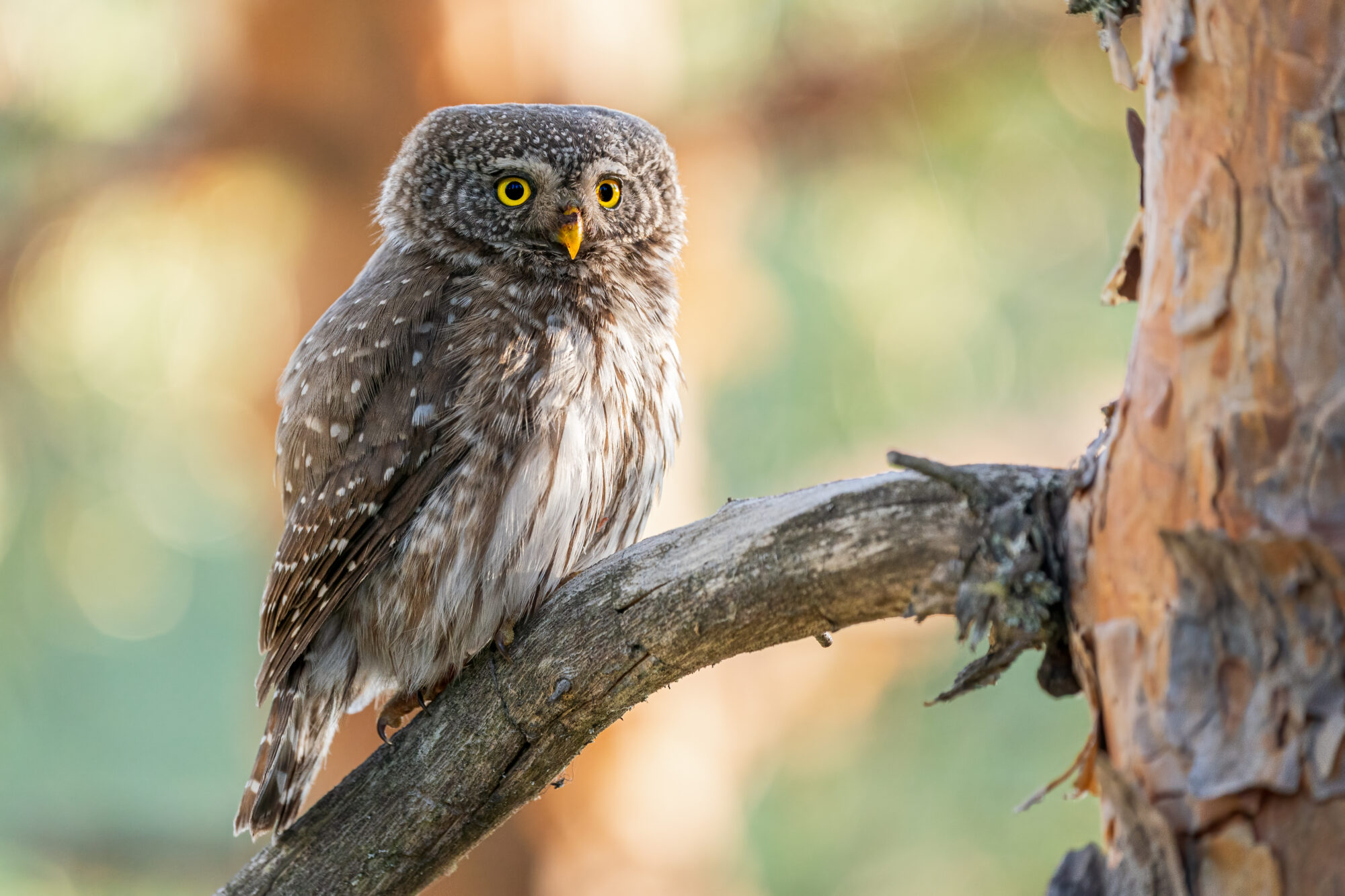Valokuvaaja: Antti Kortelainen