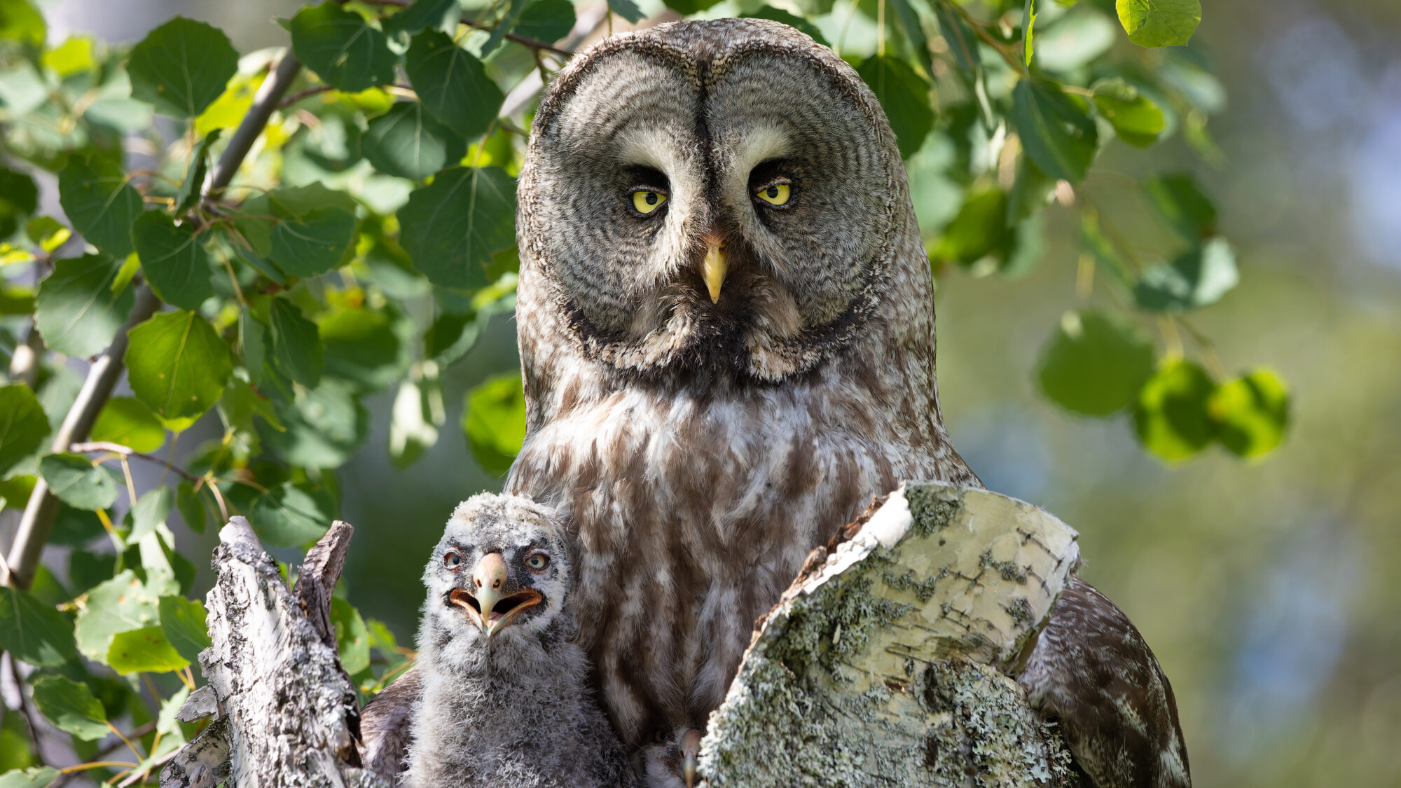 Valokuvaaja: Tommi Kujala