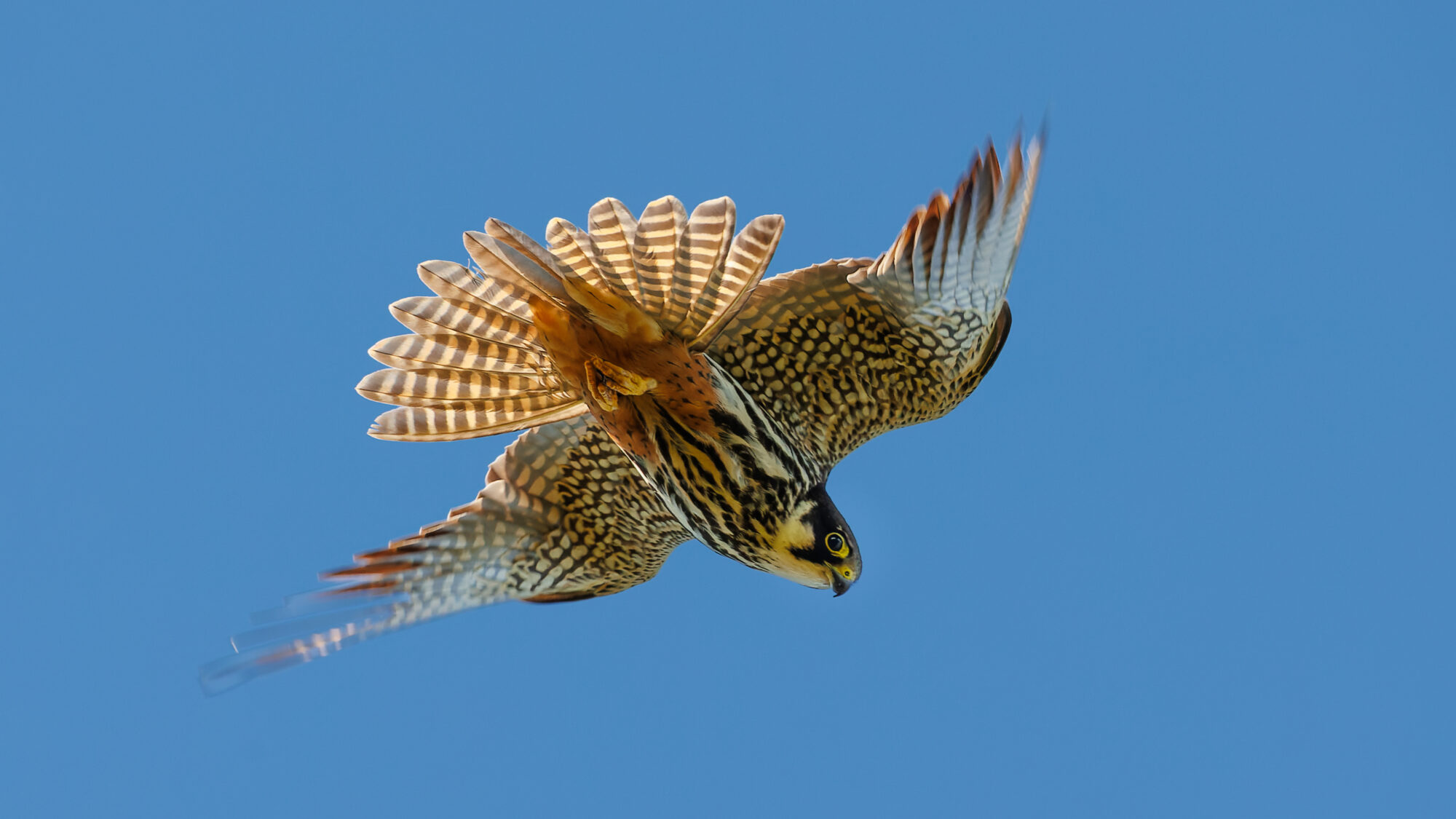 Valokuvaaja: Tommi Kujala