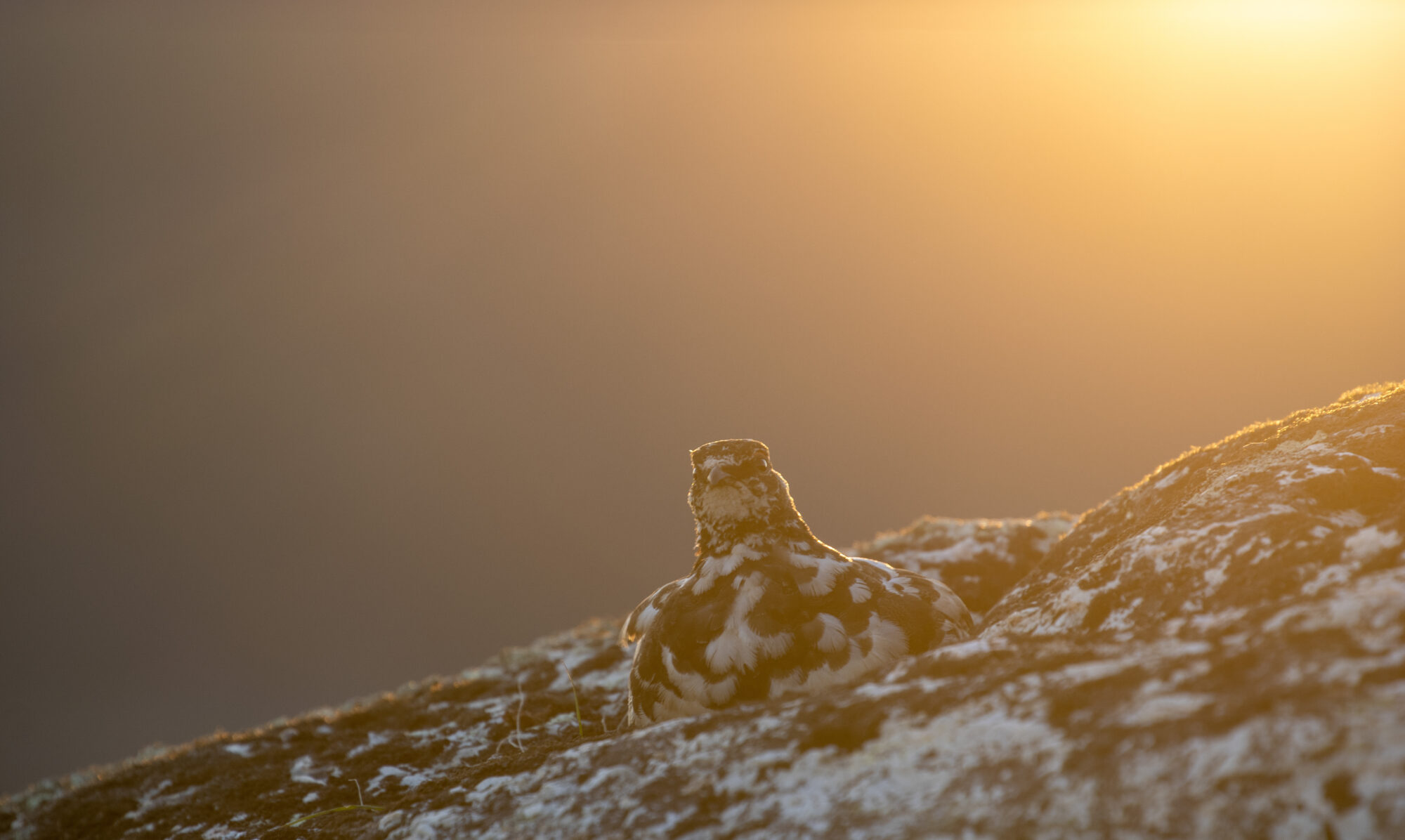 Valokuvaaja: Katri Niskanen Valokuvaaja: Katri Niskanen