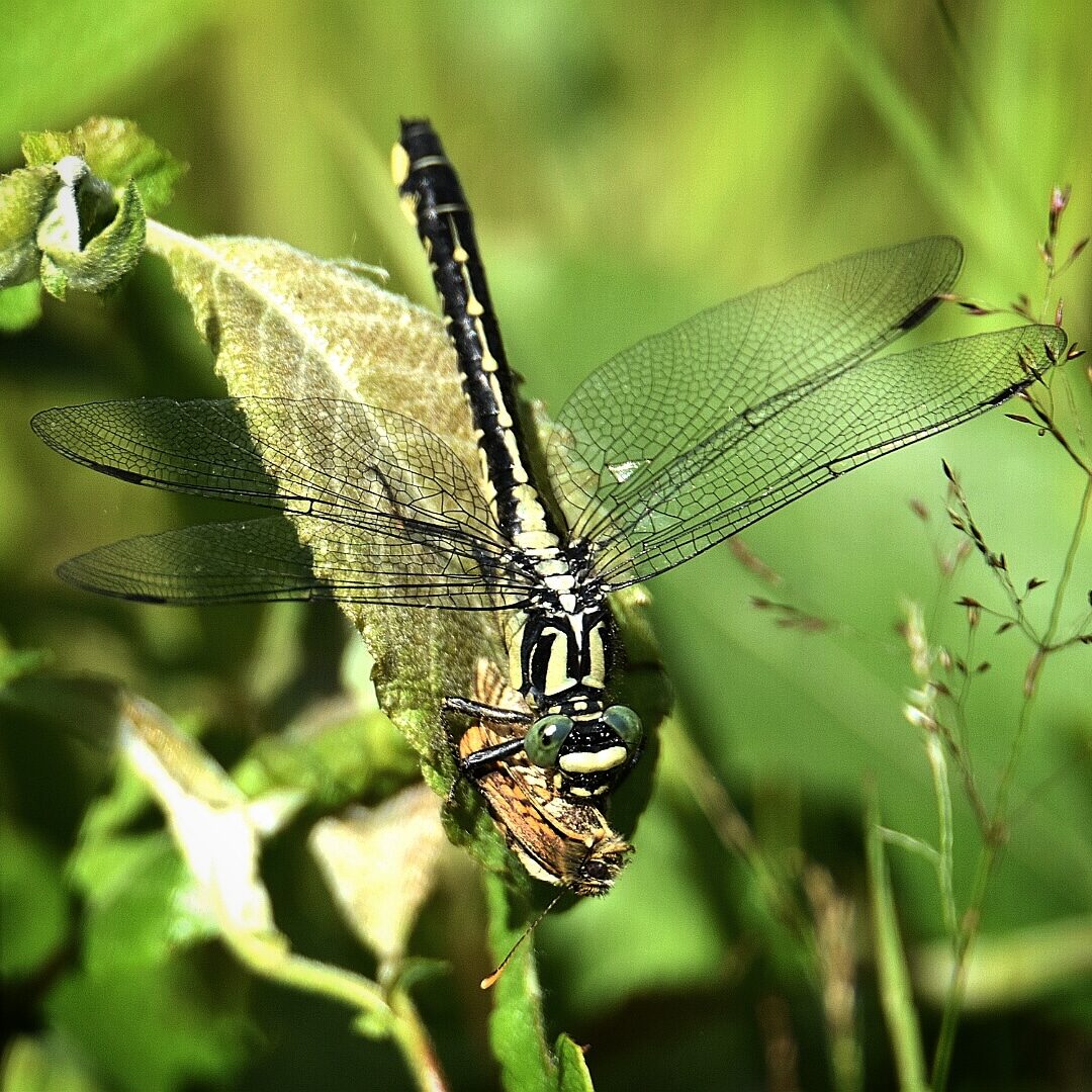 Valokuvaaja: Jaana Hakkarainen