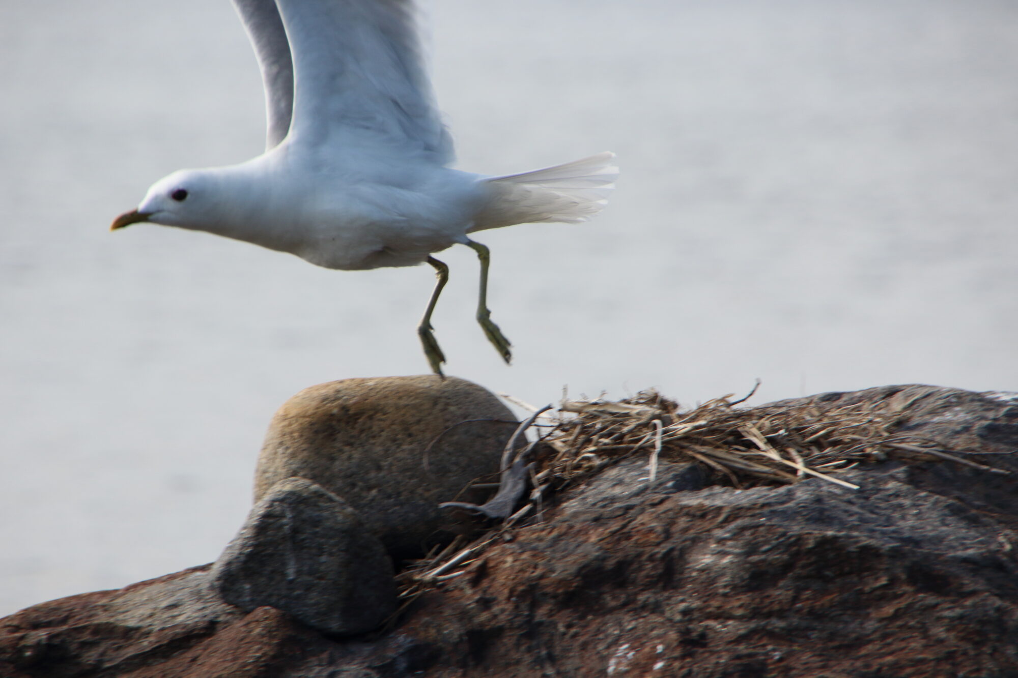 Valokuvaaja: Niklas Hirvelä