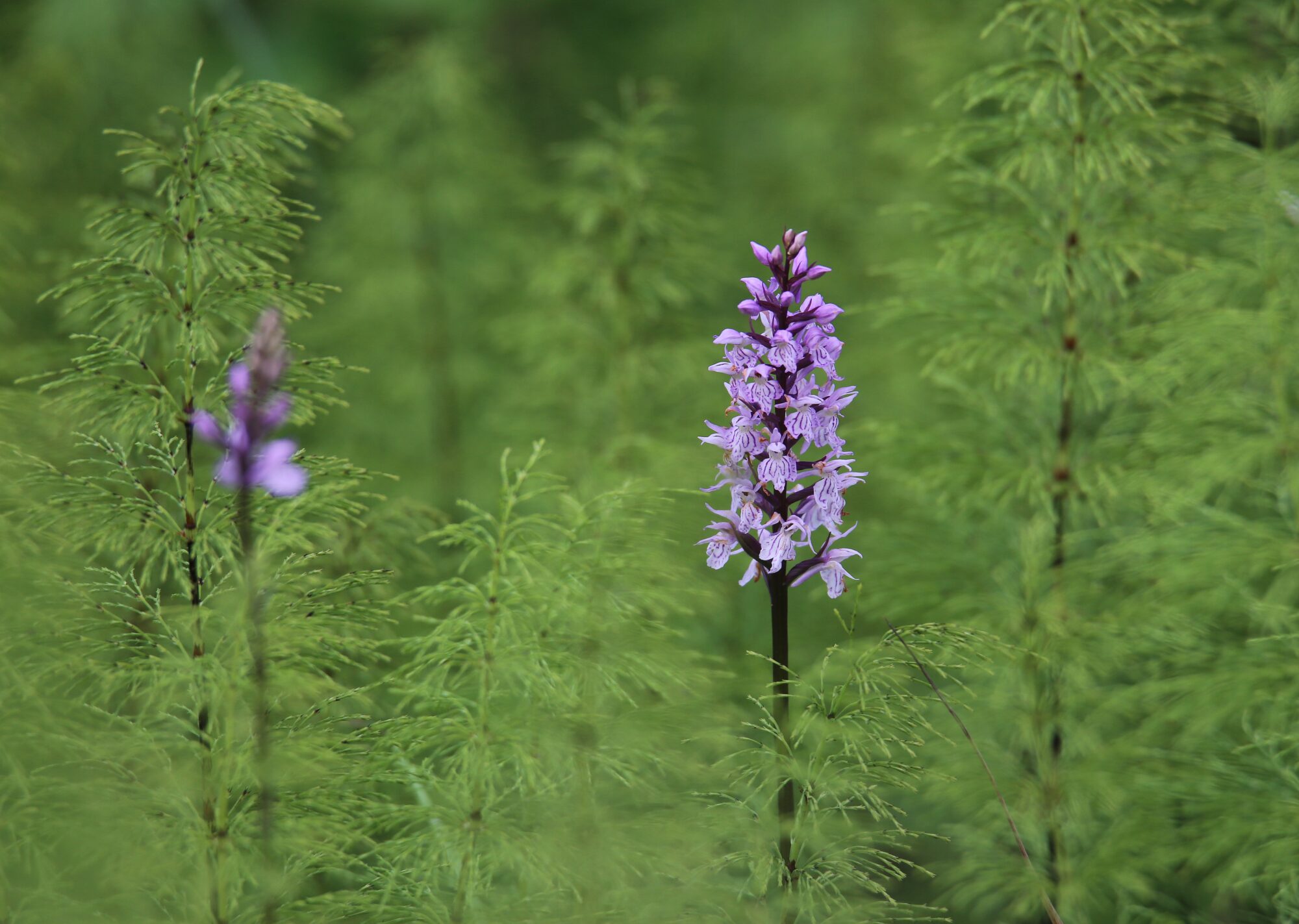 Valokuvaaja: Jaana Saarelainen Valokuvaaja: Jaana Saarelainen