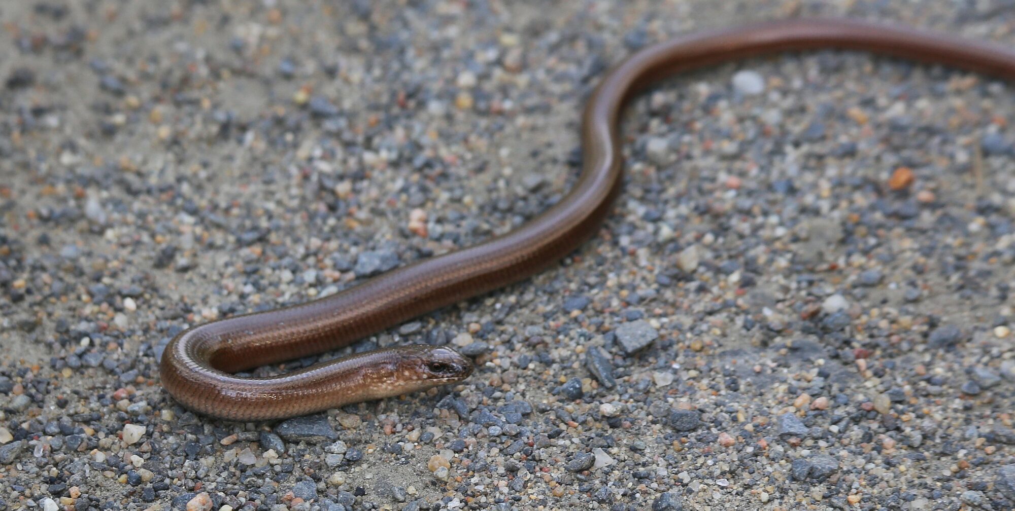 Valokuvaaja: Jaana Saarelainen