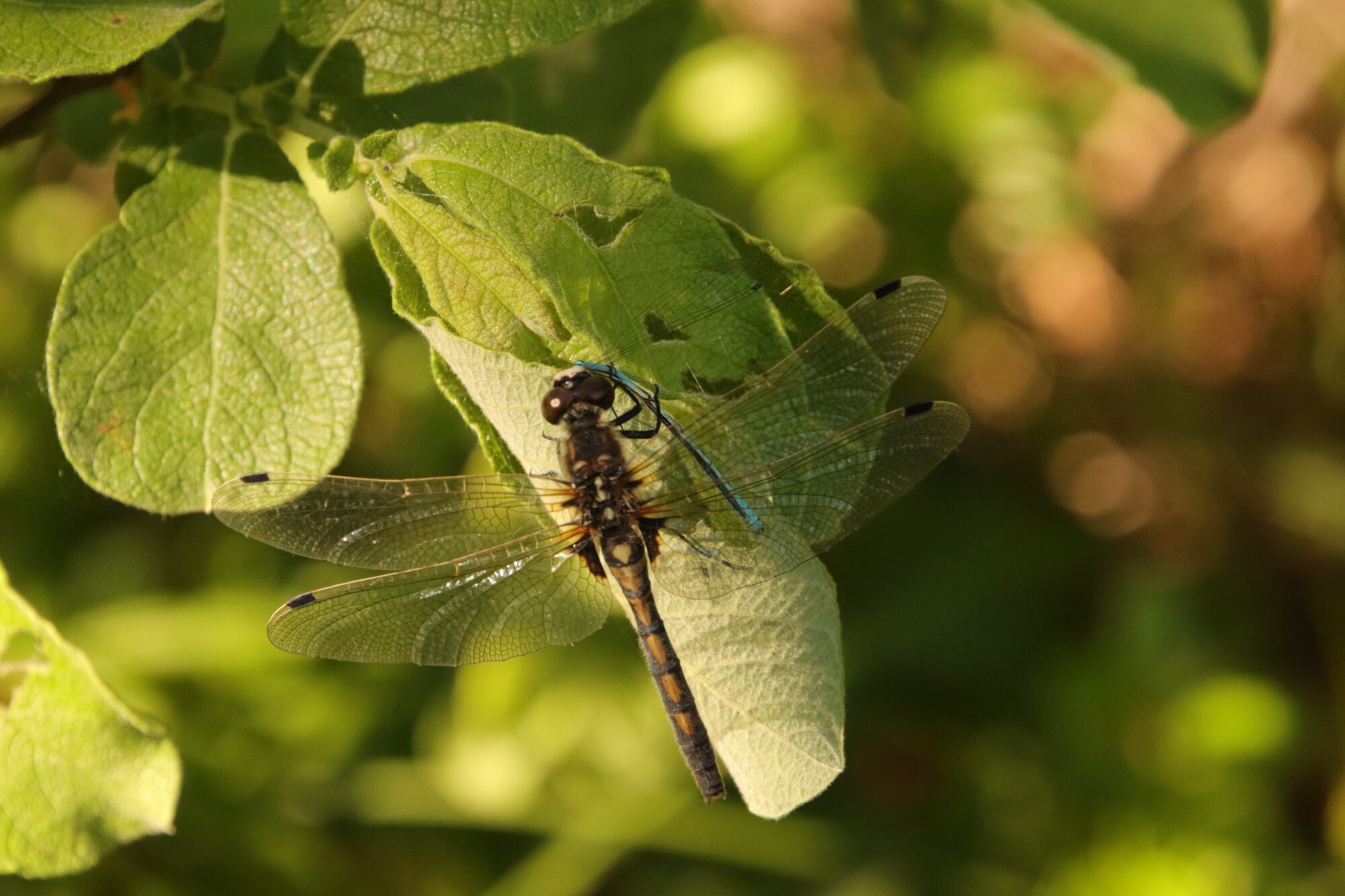 Valokuvaaja: Tuulia Aho