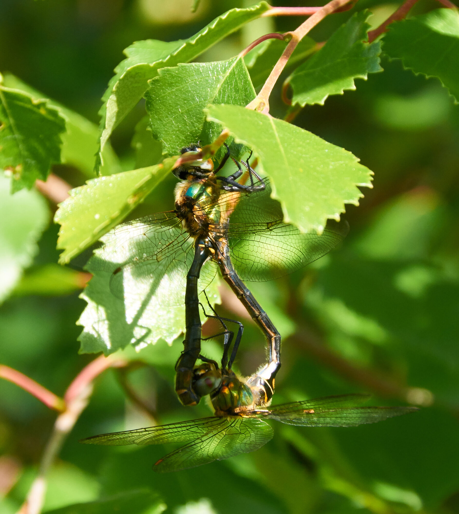 Valokuvaaja: Tarja Kouvo