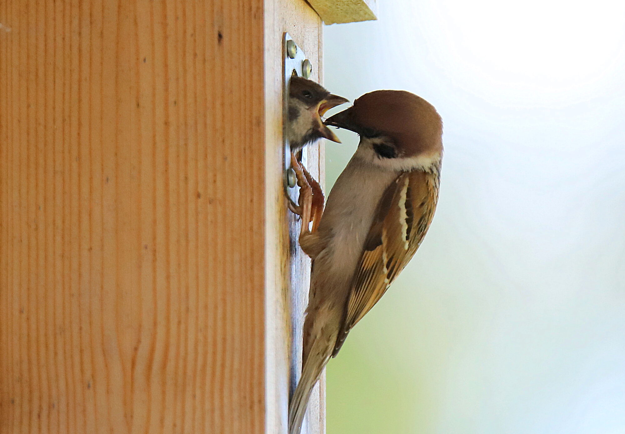 Valokuvaaja: sirpa jyske