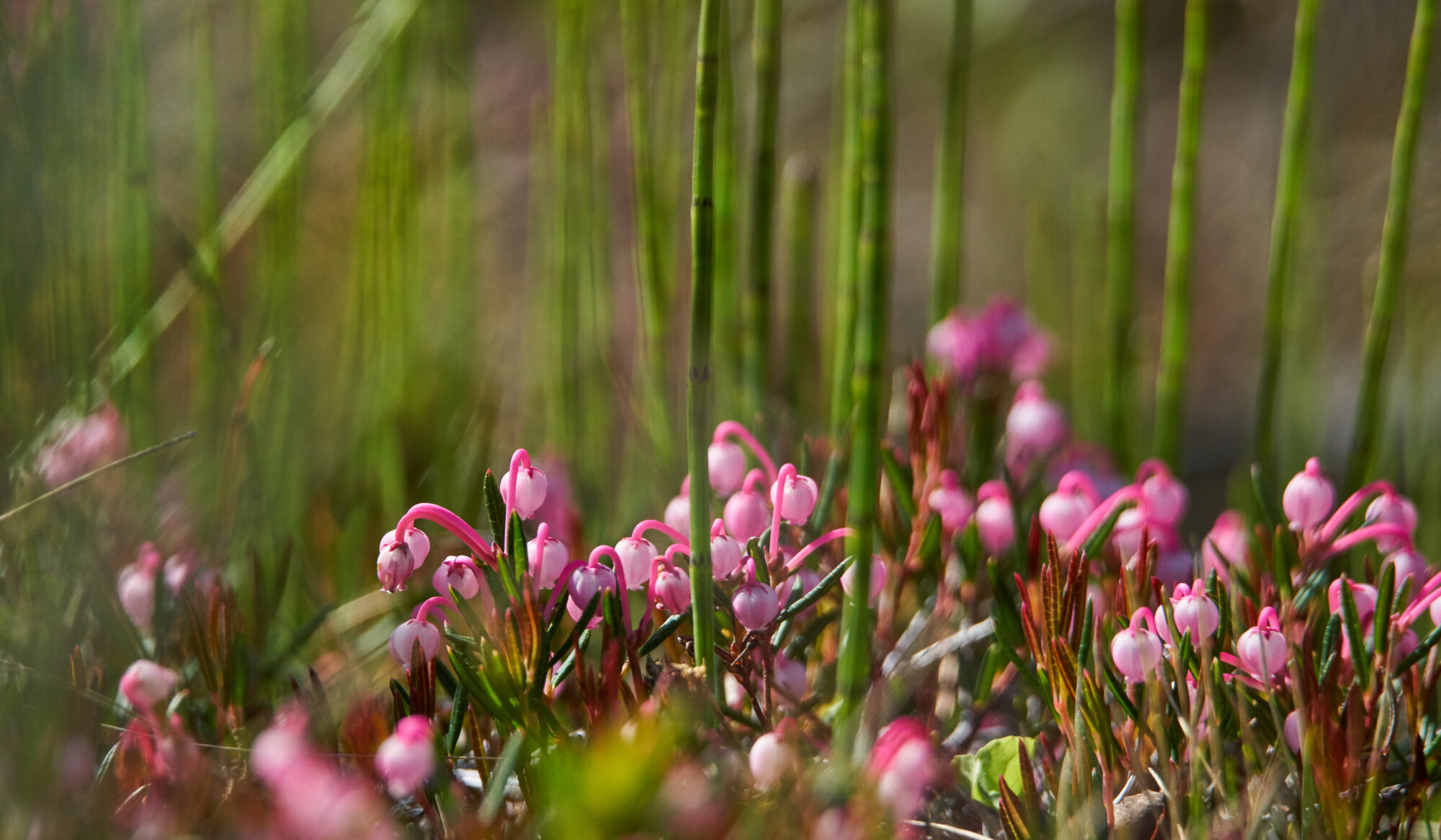 Valokuvaaja: Tarja Kouvo