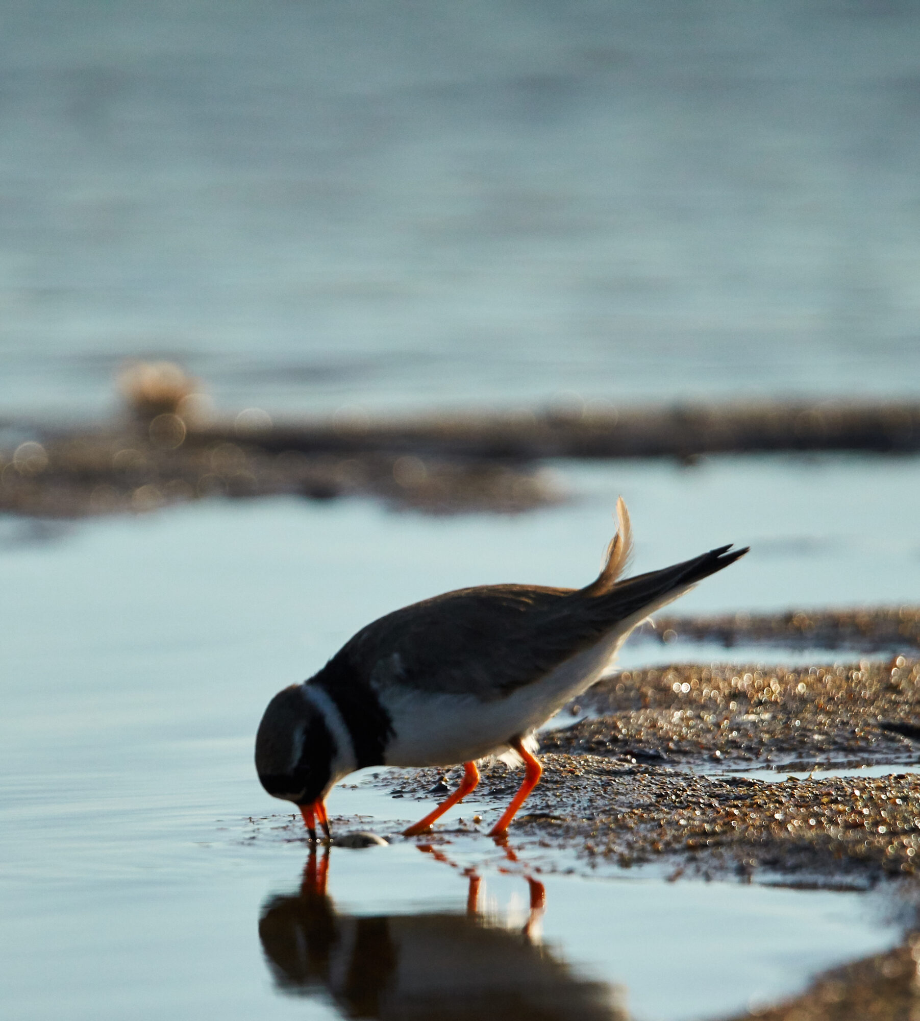 Valokuvaaja: Tarja Kouvo