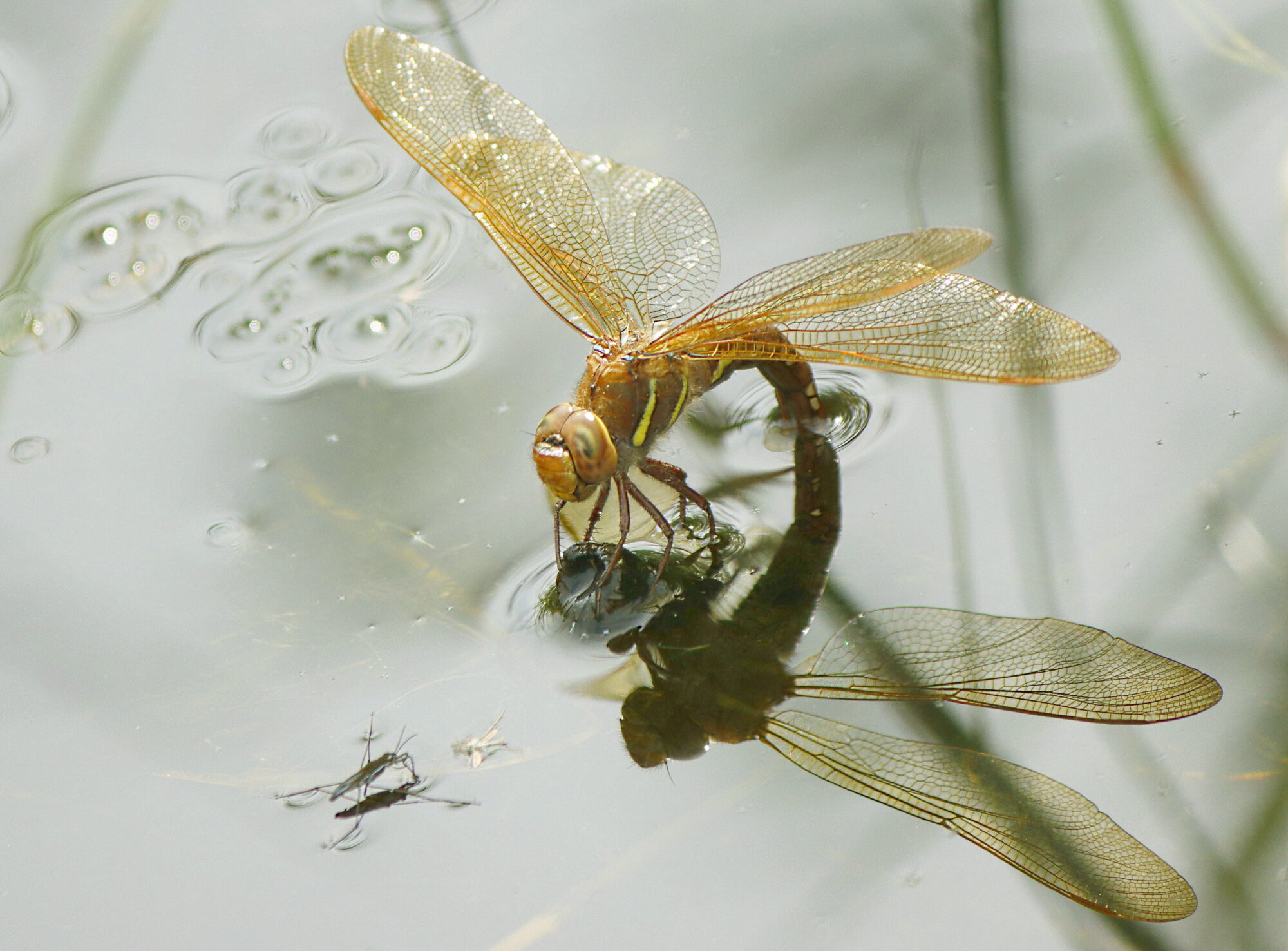 Valokuvaaja: Ritva Nieminen