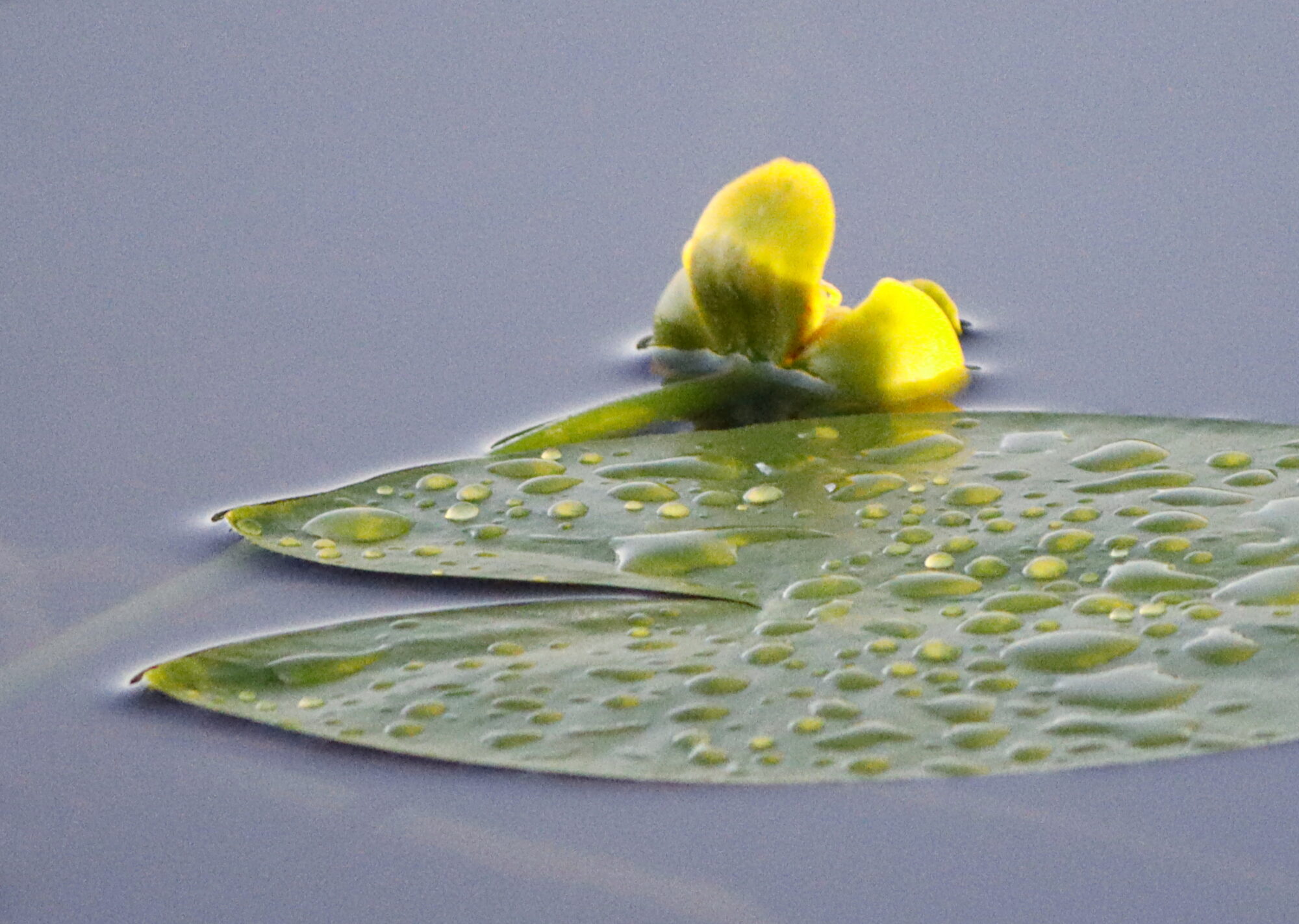 Valokuvaaja: Ritva Nieminen