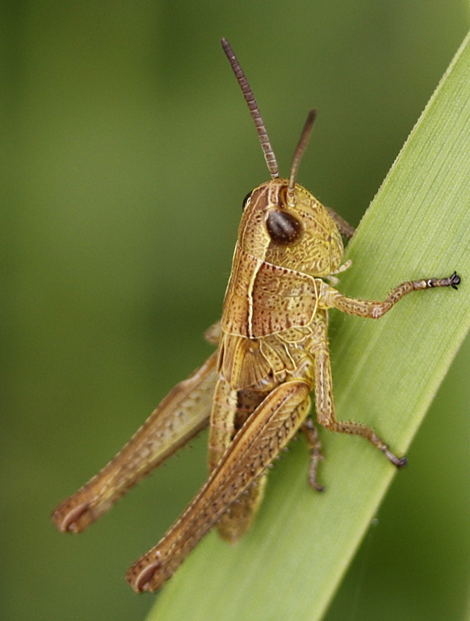 Valokuvaaja: Ritva Nieminen