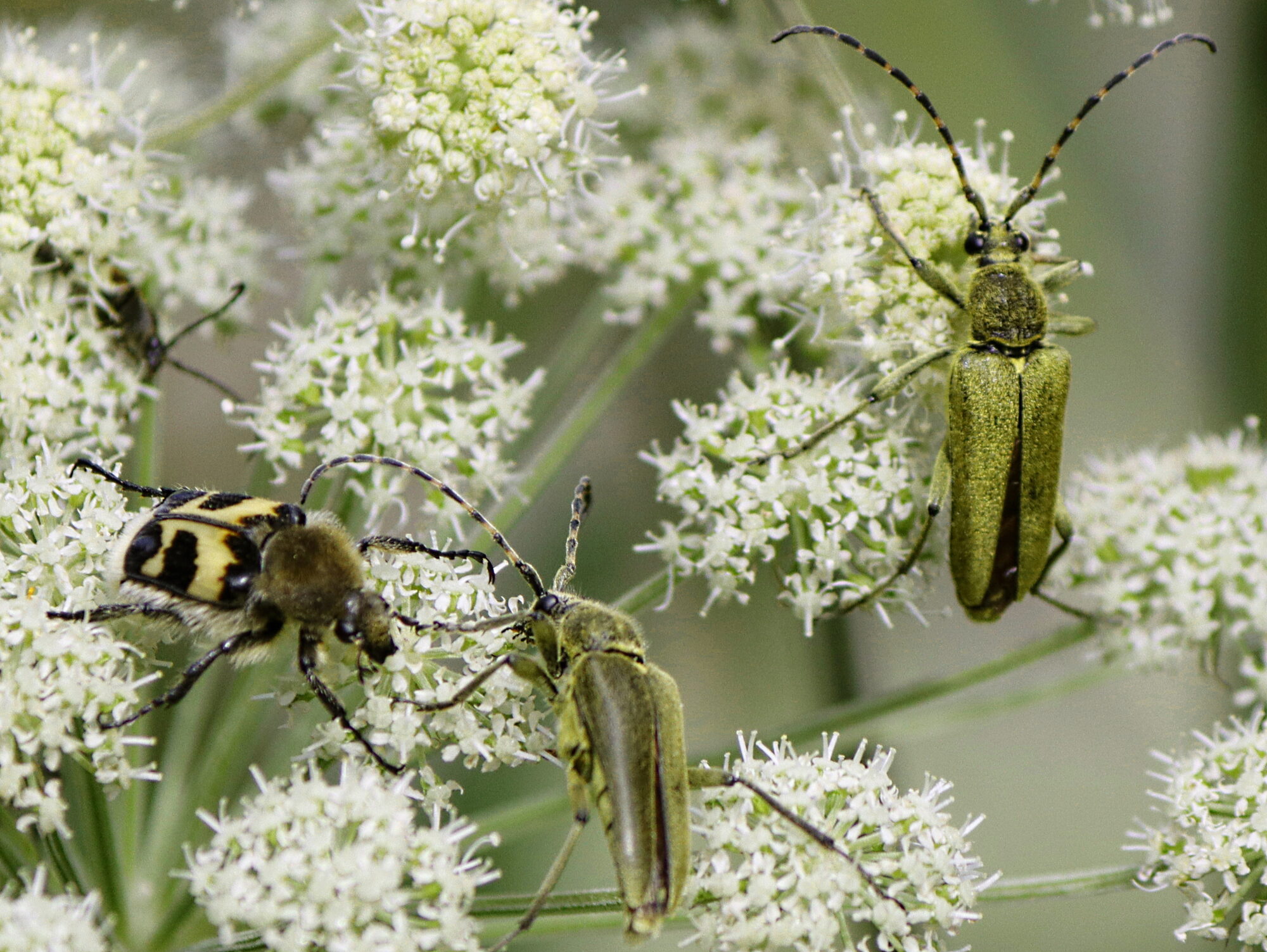 Valokuvaaja: Ritva Nieminen Valokuvaaja: Ritva Nieminen