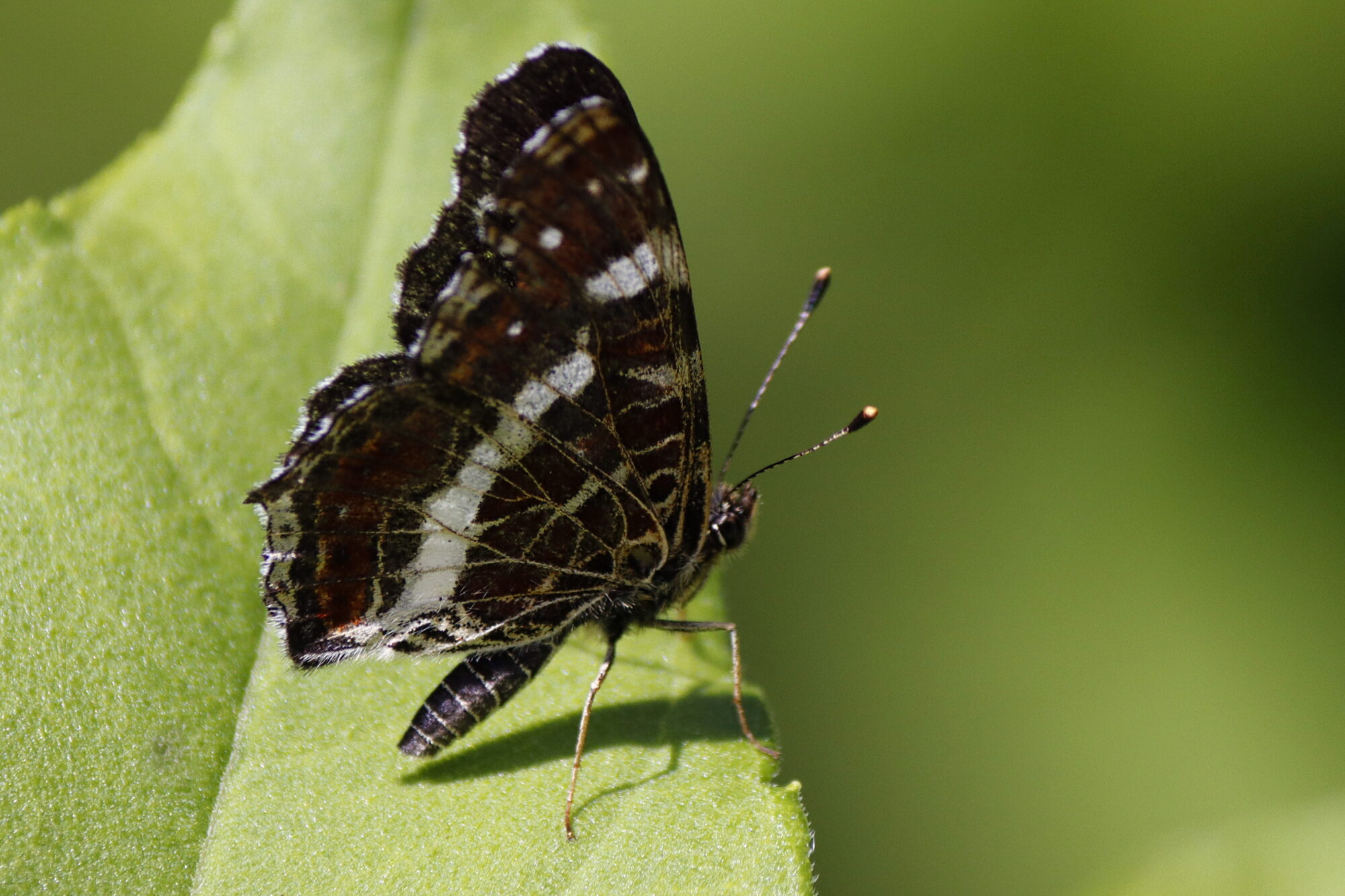 Valokuvaaja: Ritva Nieminen