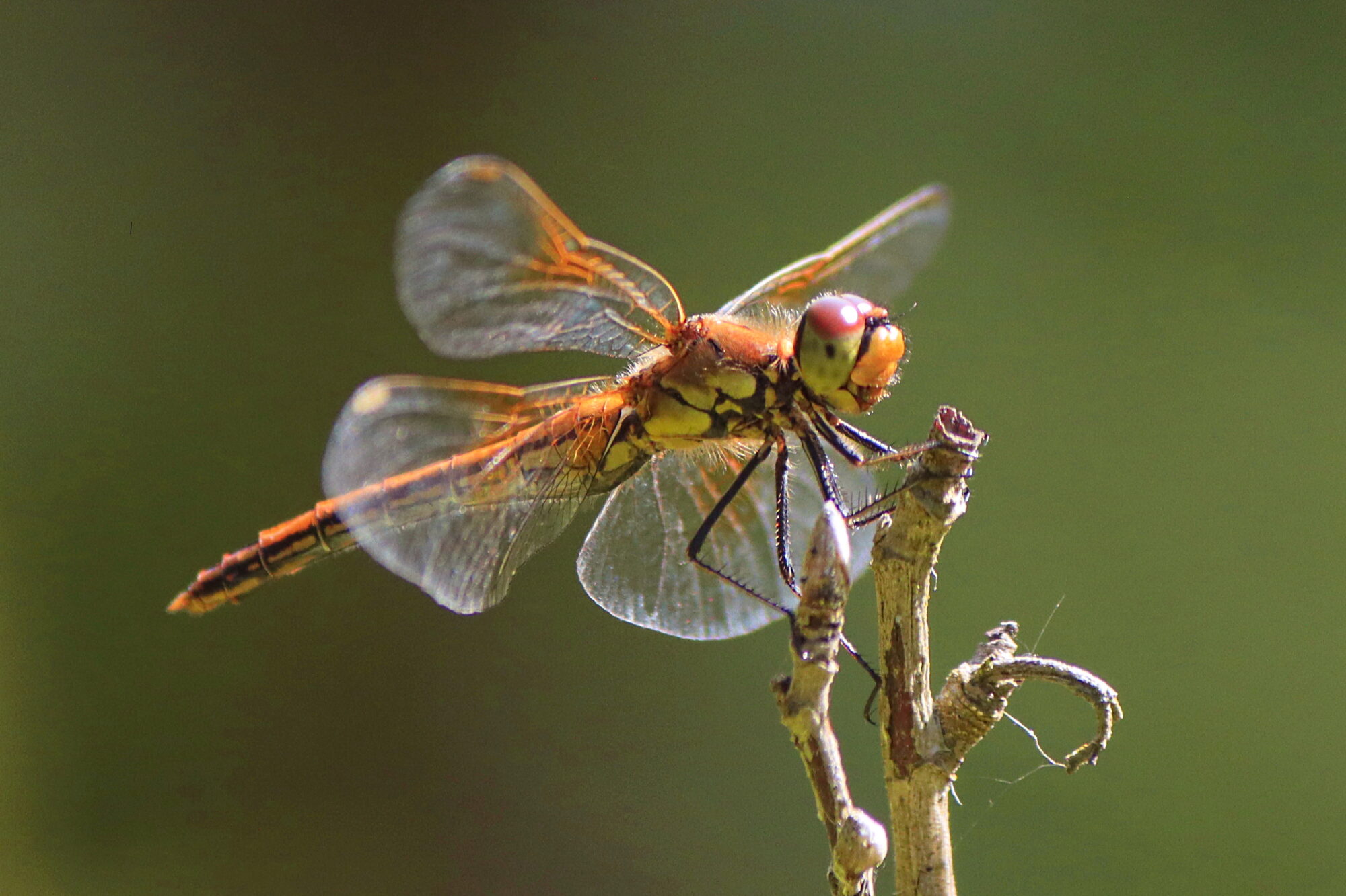 Valokuvaaja: Ritva Nieminen