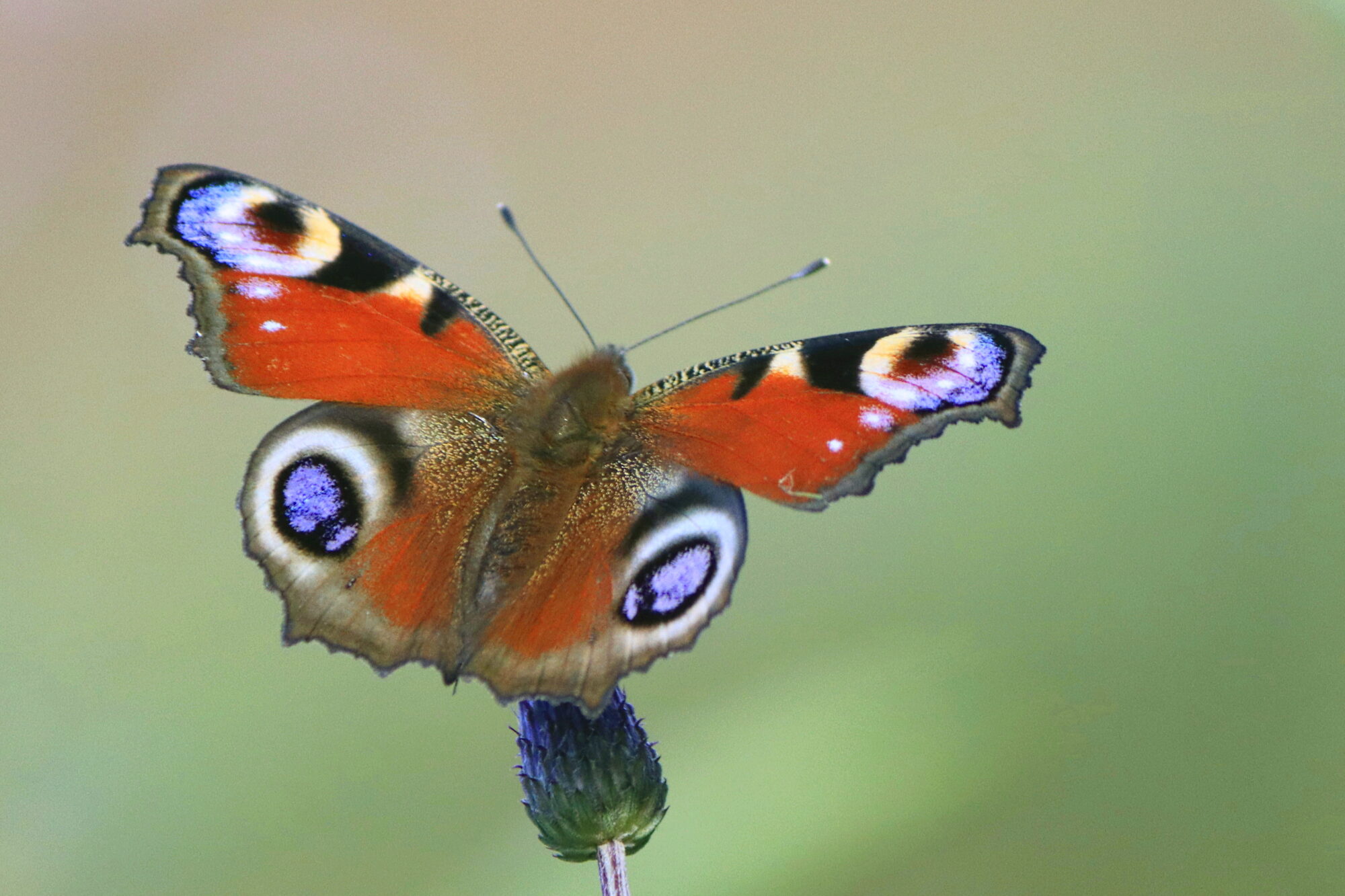 Valokuvaaja: Ritva Nieminen