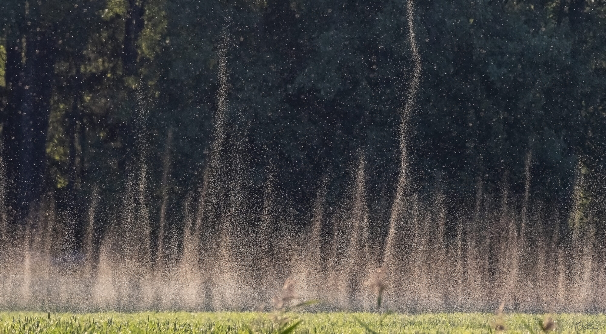 Valokuvaaja: Olavi Kangas