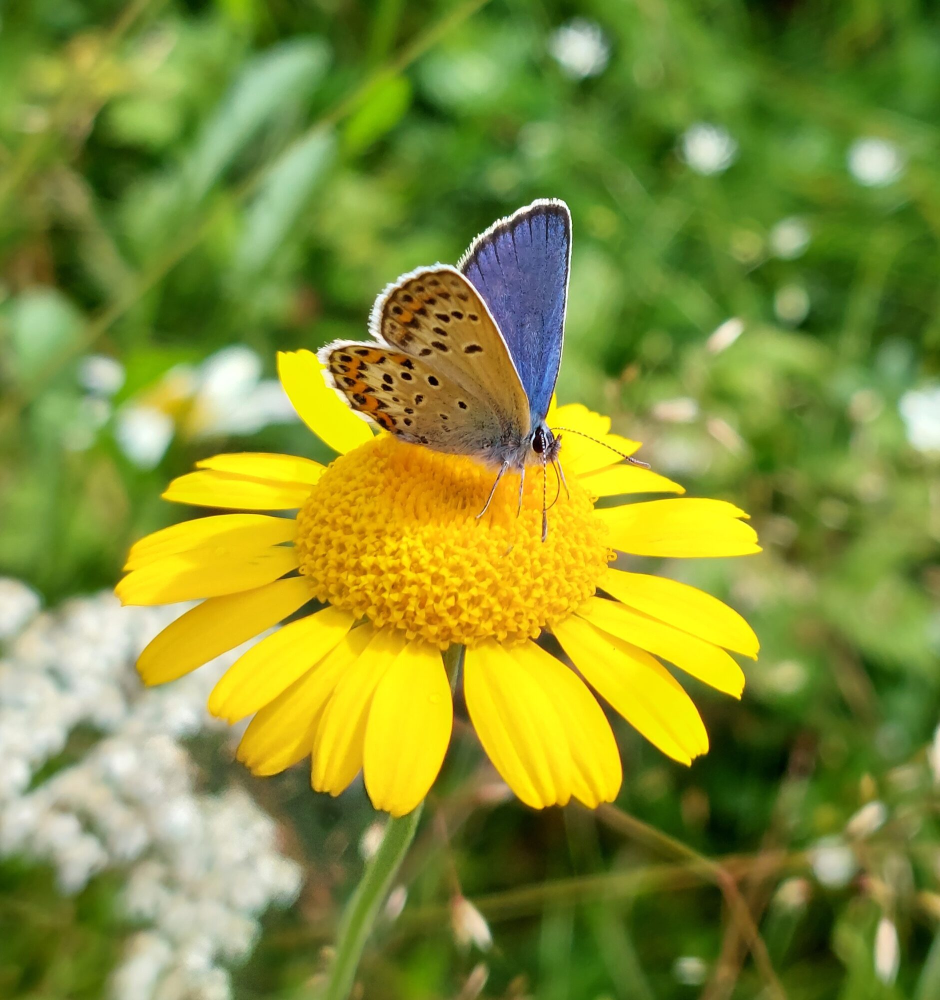 Valokuvaaja: Ville Tirilä