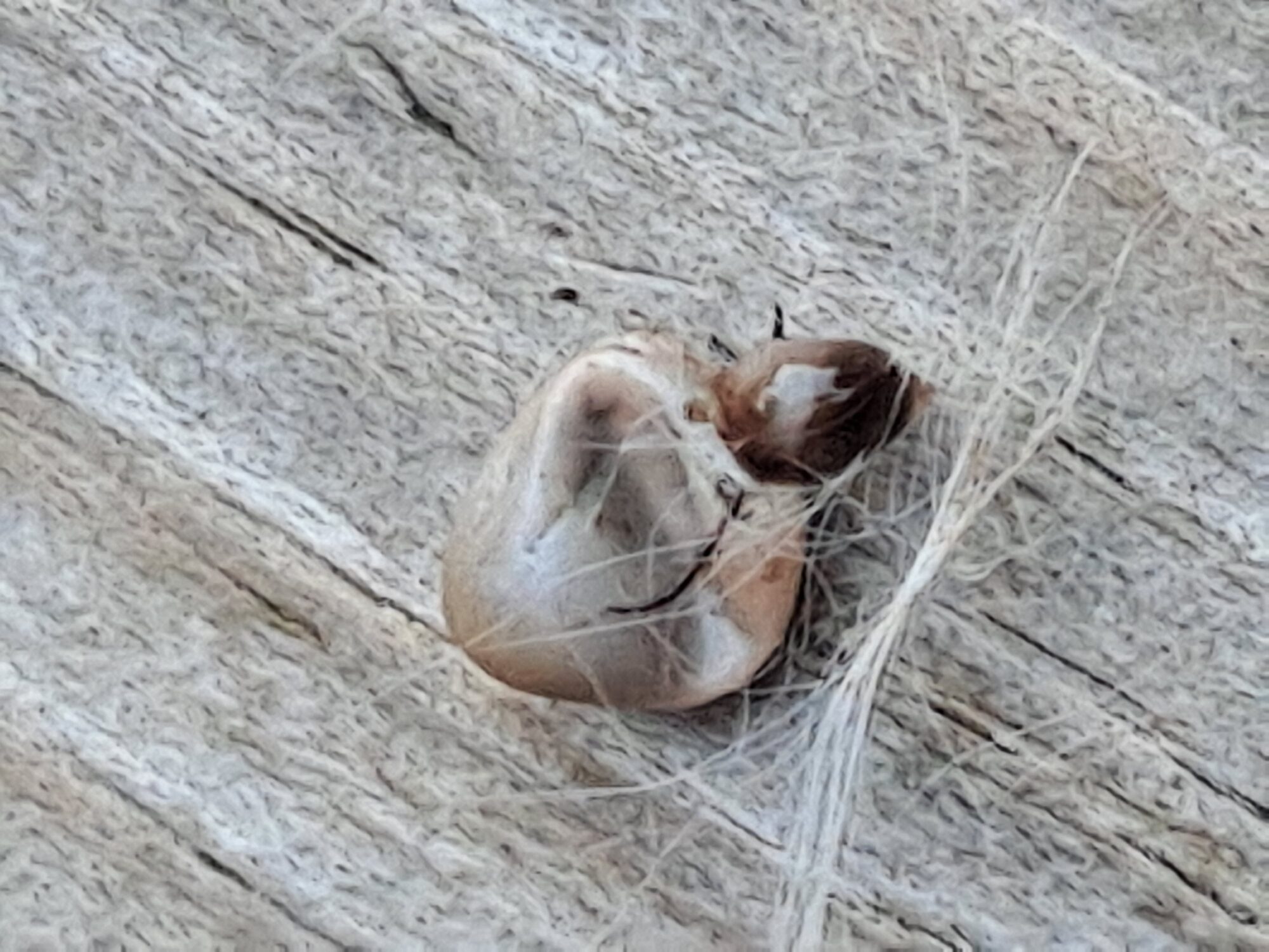 Valokuvaaja: Satu Suuntala