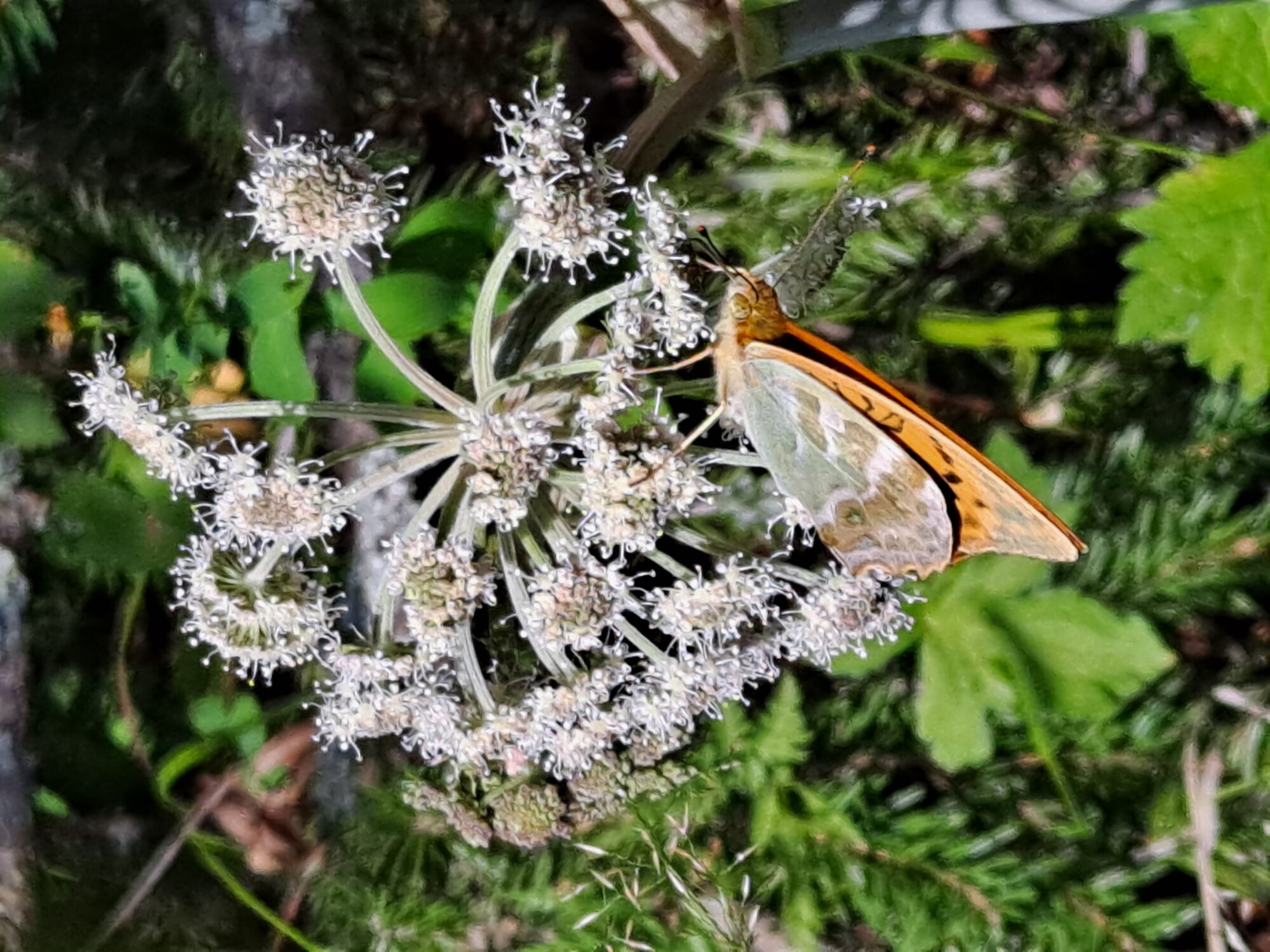 Valokuvaaja: Satu Suuntala Valokuvaaja: Satu Suuntala