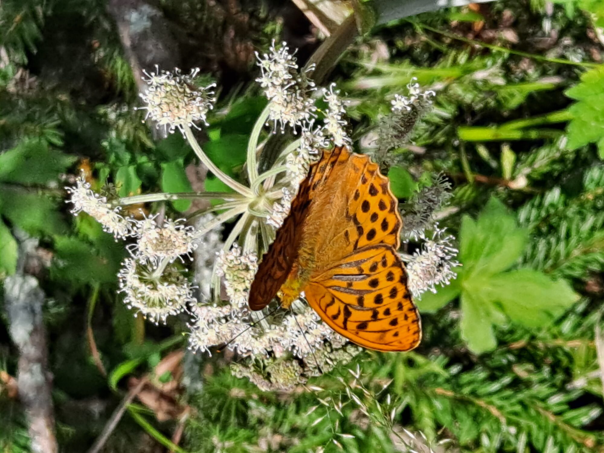 Valokuvaaja: Satu Suuntala