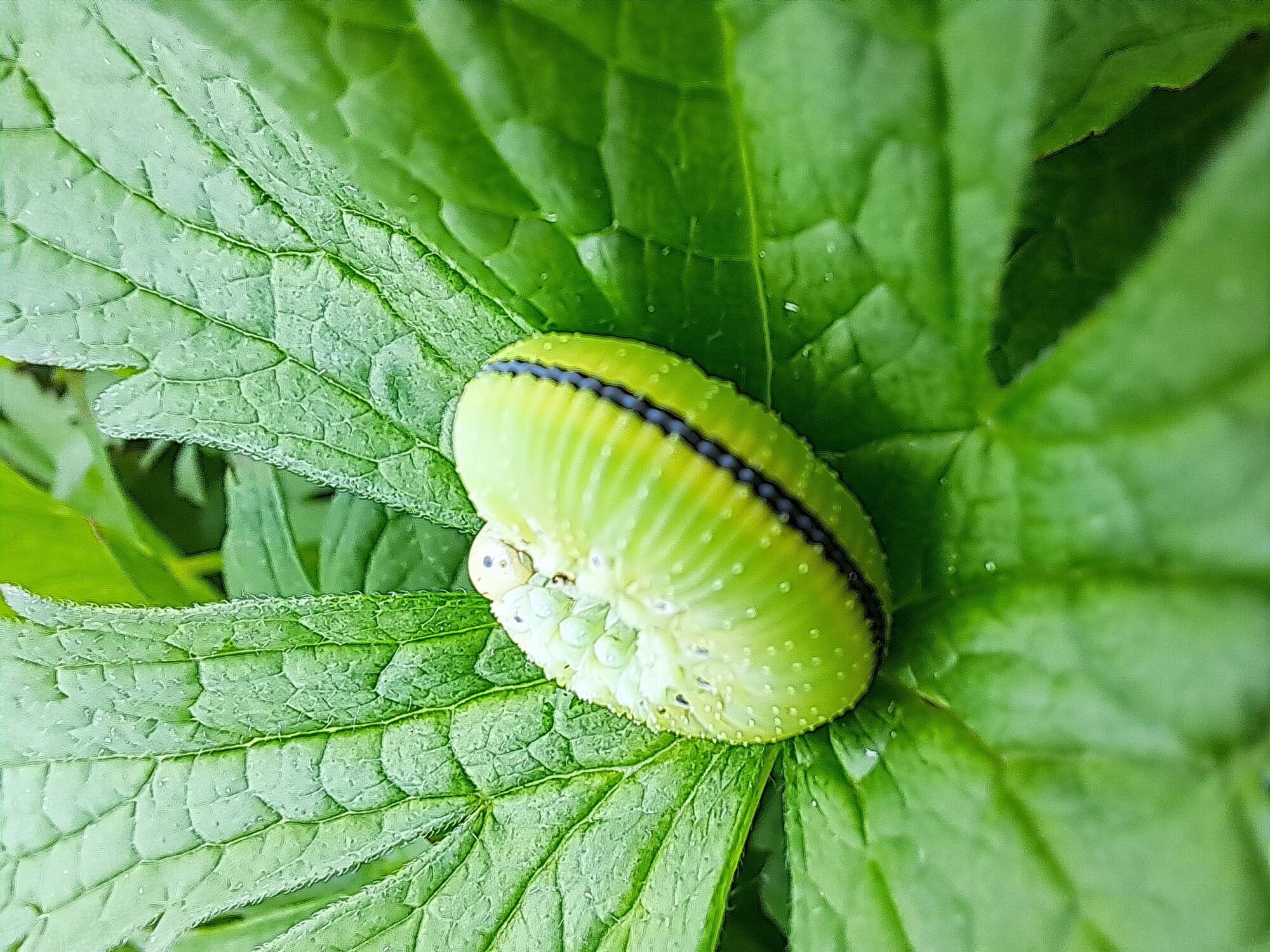Valokuvaaja: Tarmo Tanttu