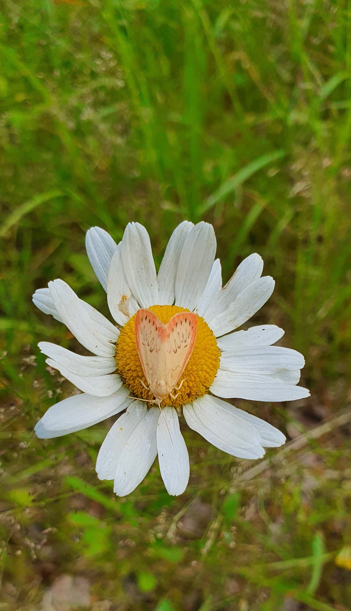 Valokuvaaja: Anna Pitkänen
