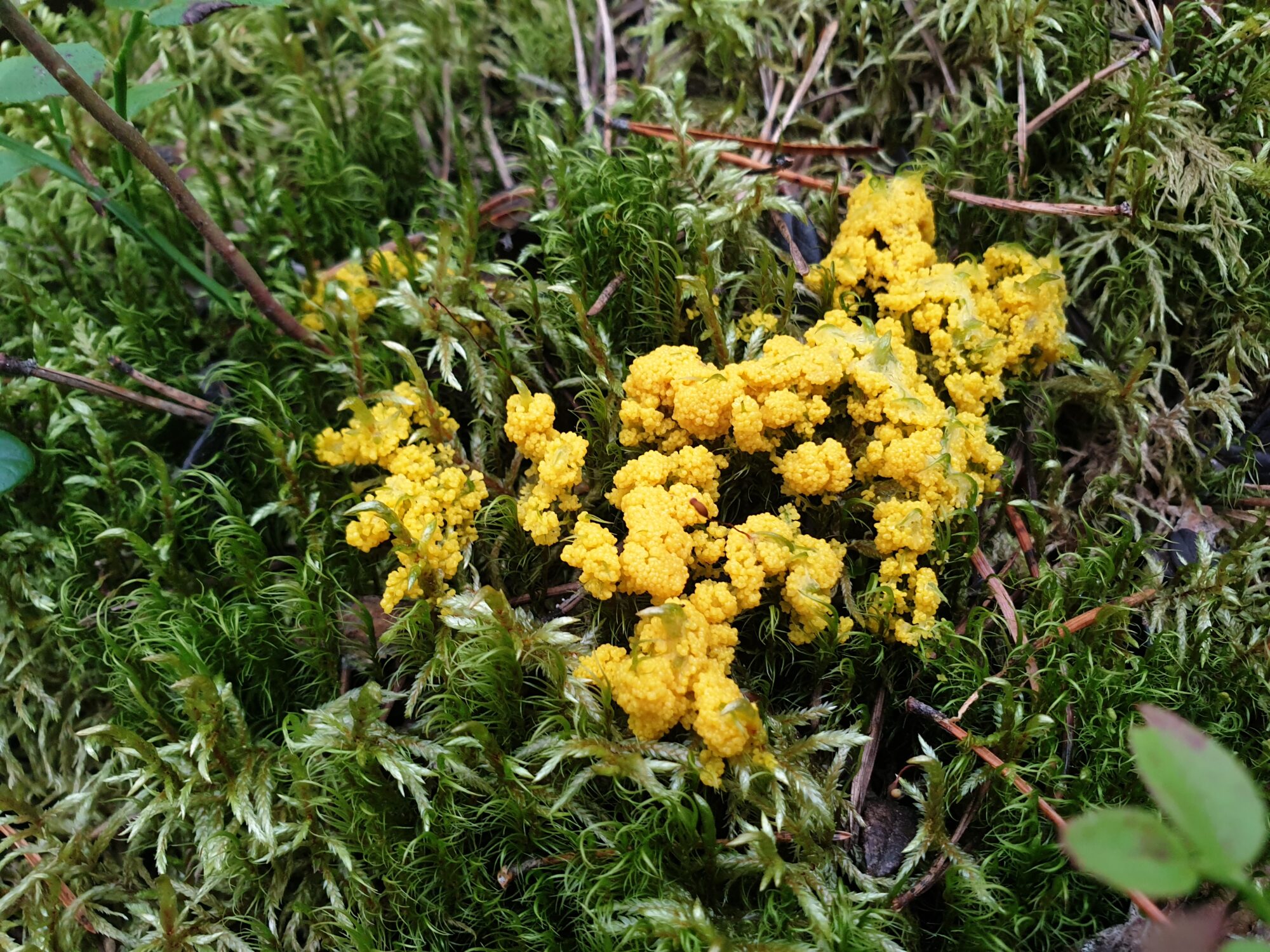 Valokuvaaja: Pekka Immonen