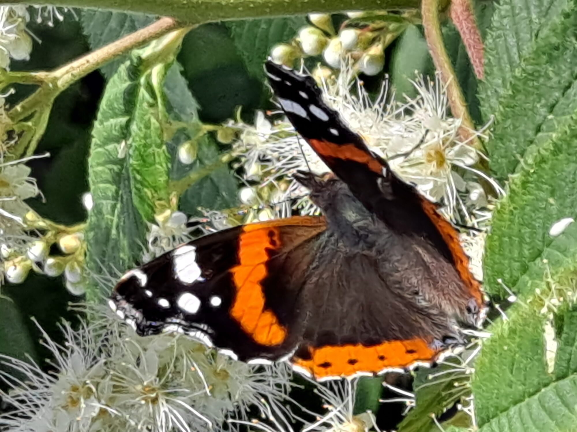 Valokuvaaja: Satu Suuntala