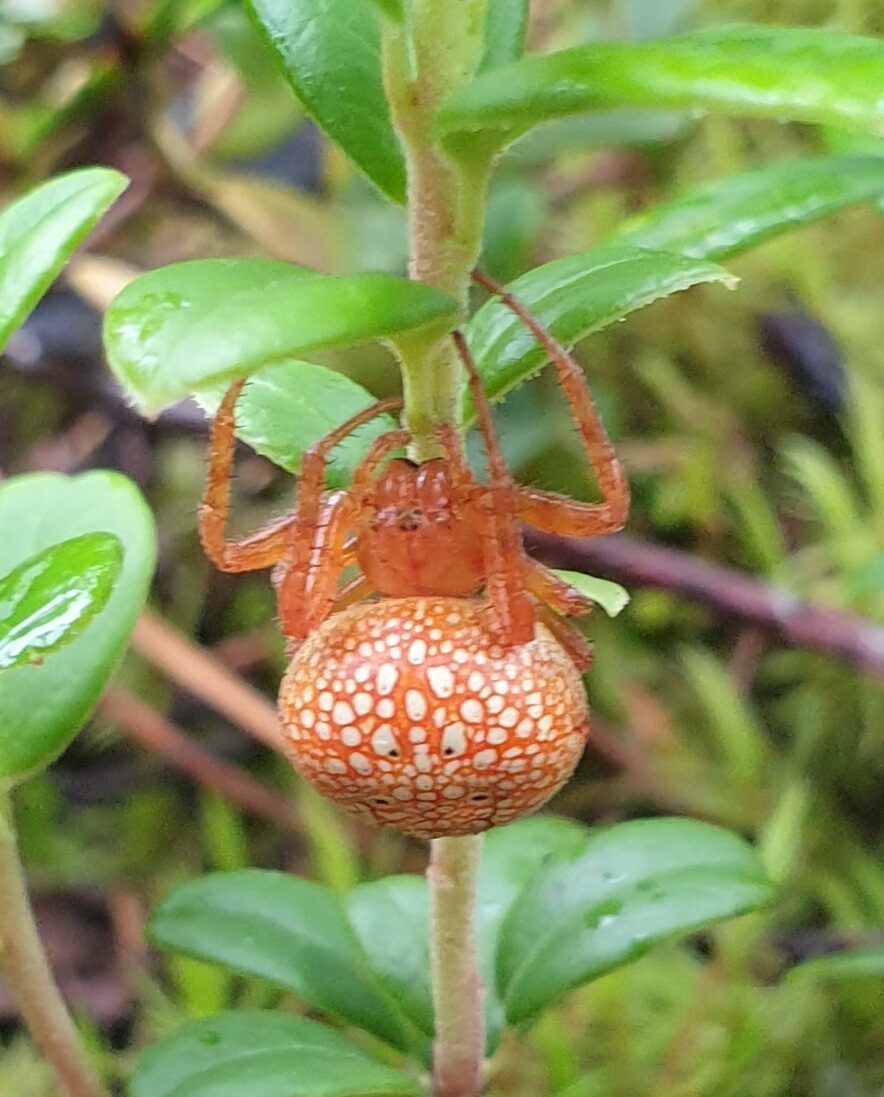 Valokuvaaja: Anu Lapinlampi