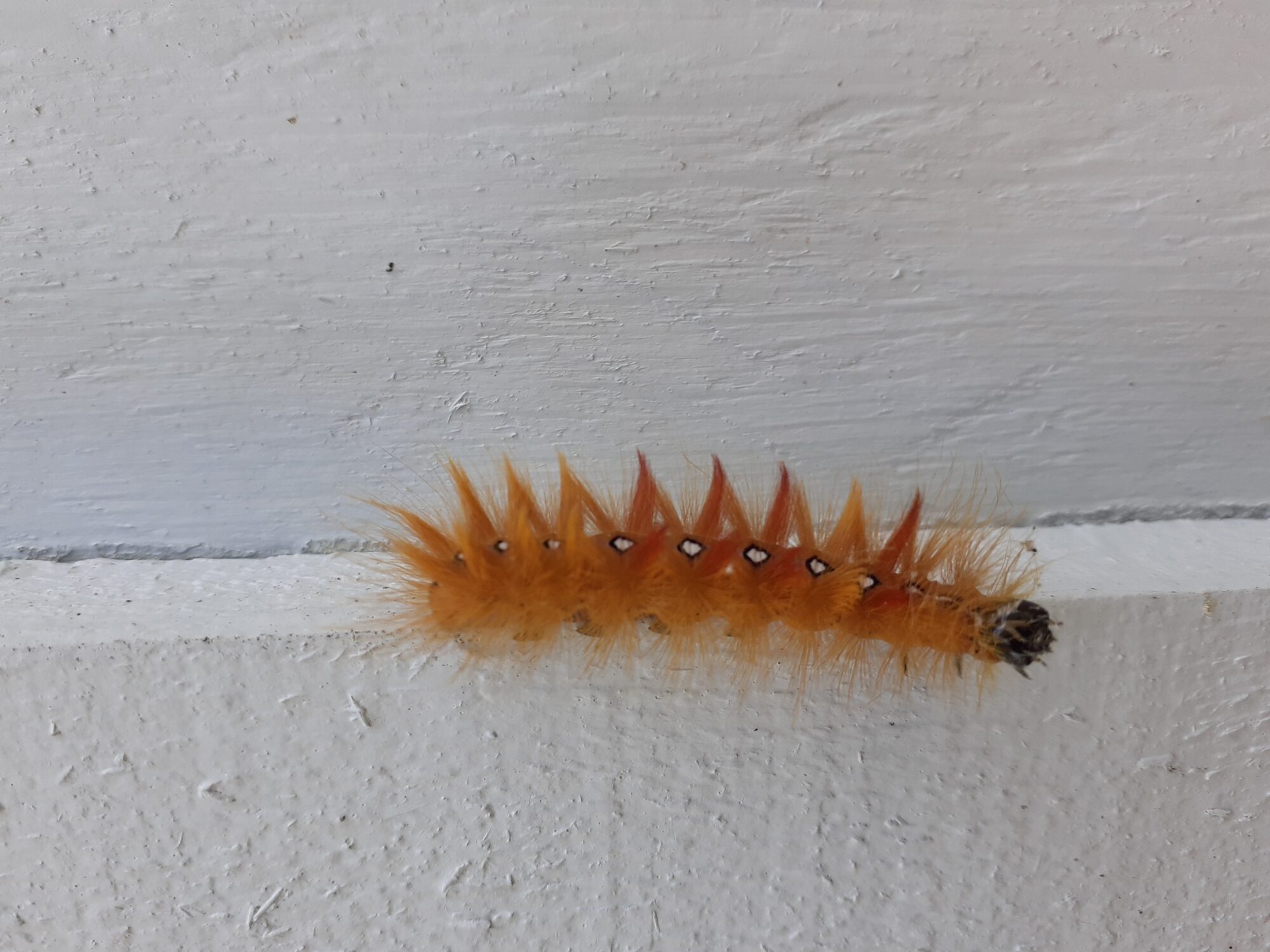 Valokuvaaja: Eeva-Liisa Ilvonen