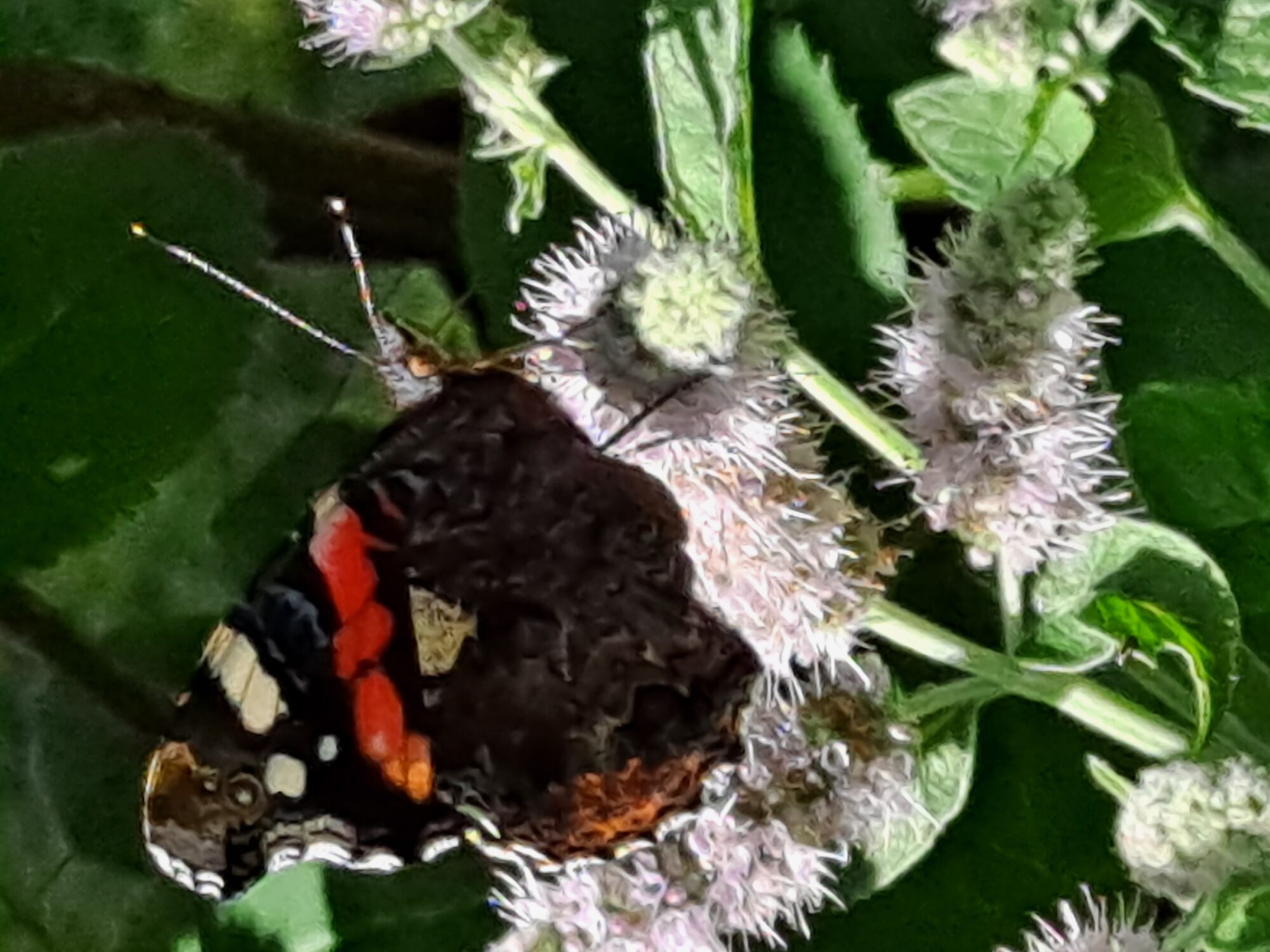 Valokuvaaja: Satu Suuntala