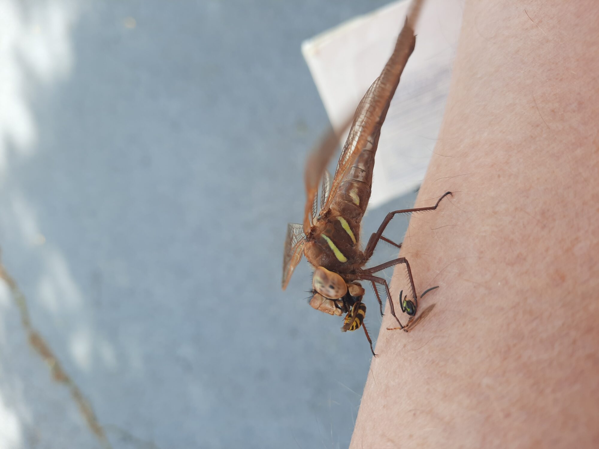 Valokuvaaja: Timo Mannermaa