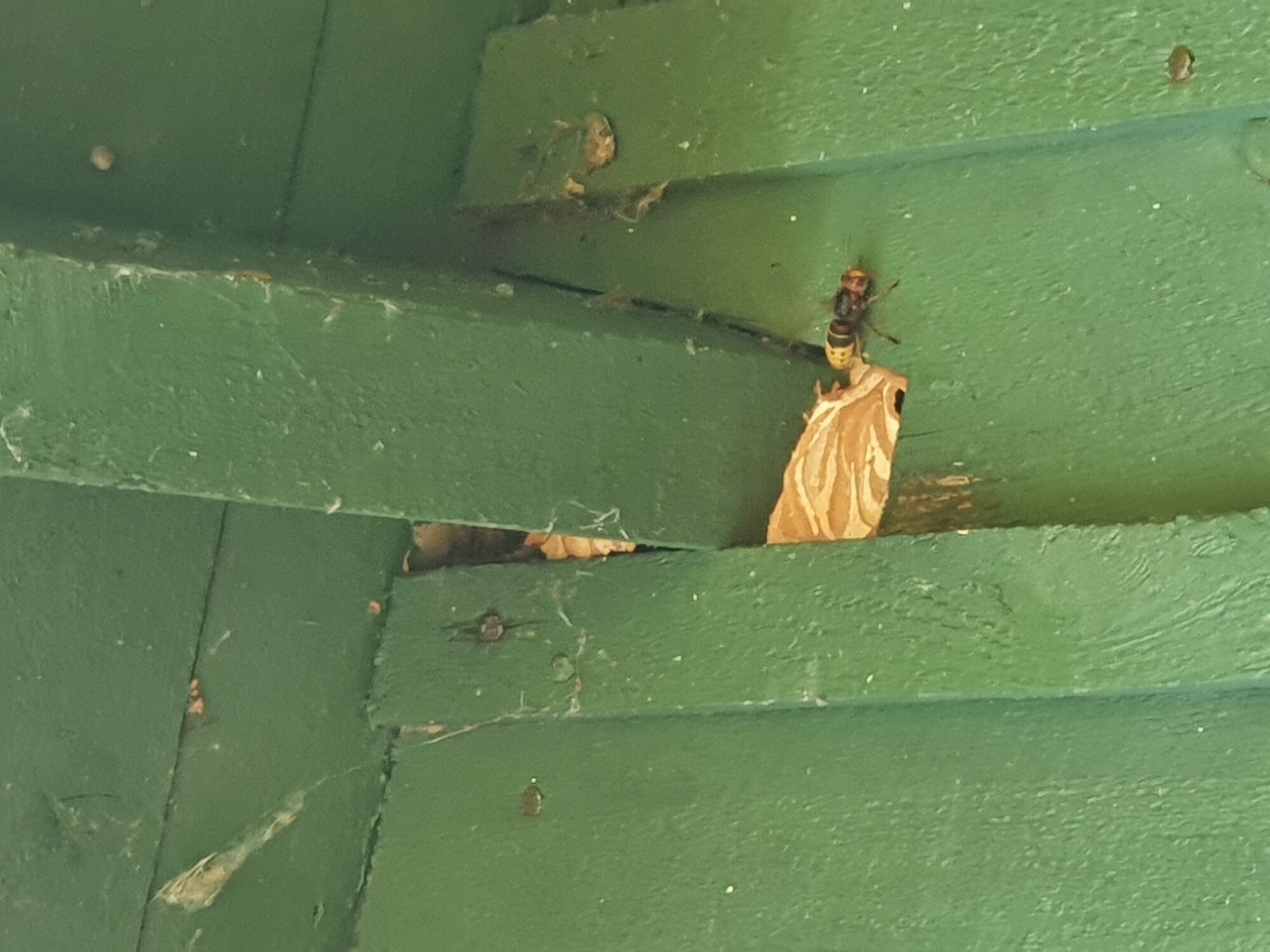 Valokuvaaja: Pia Hölsä