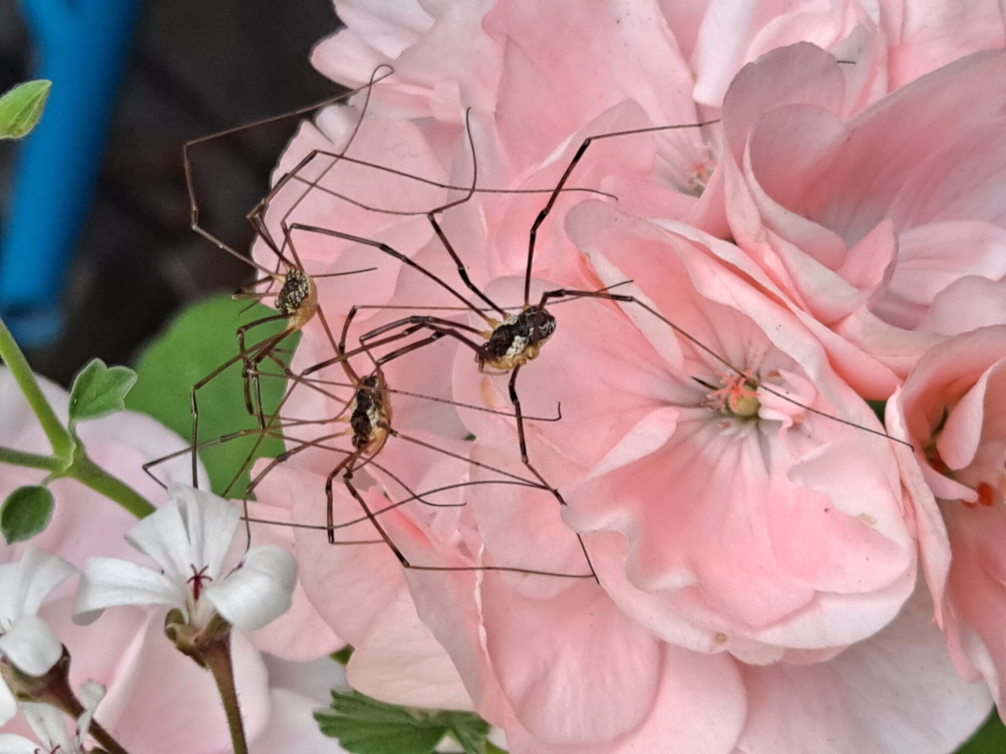 Valokuvaaja: Satu Suuntala