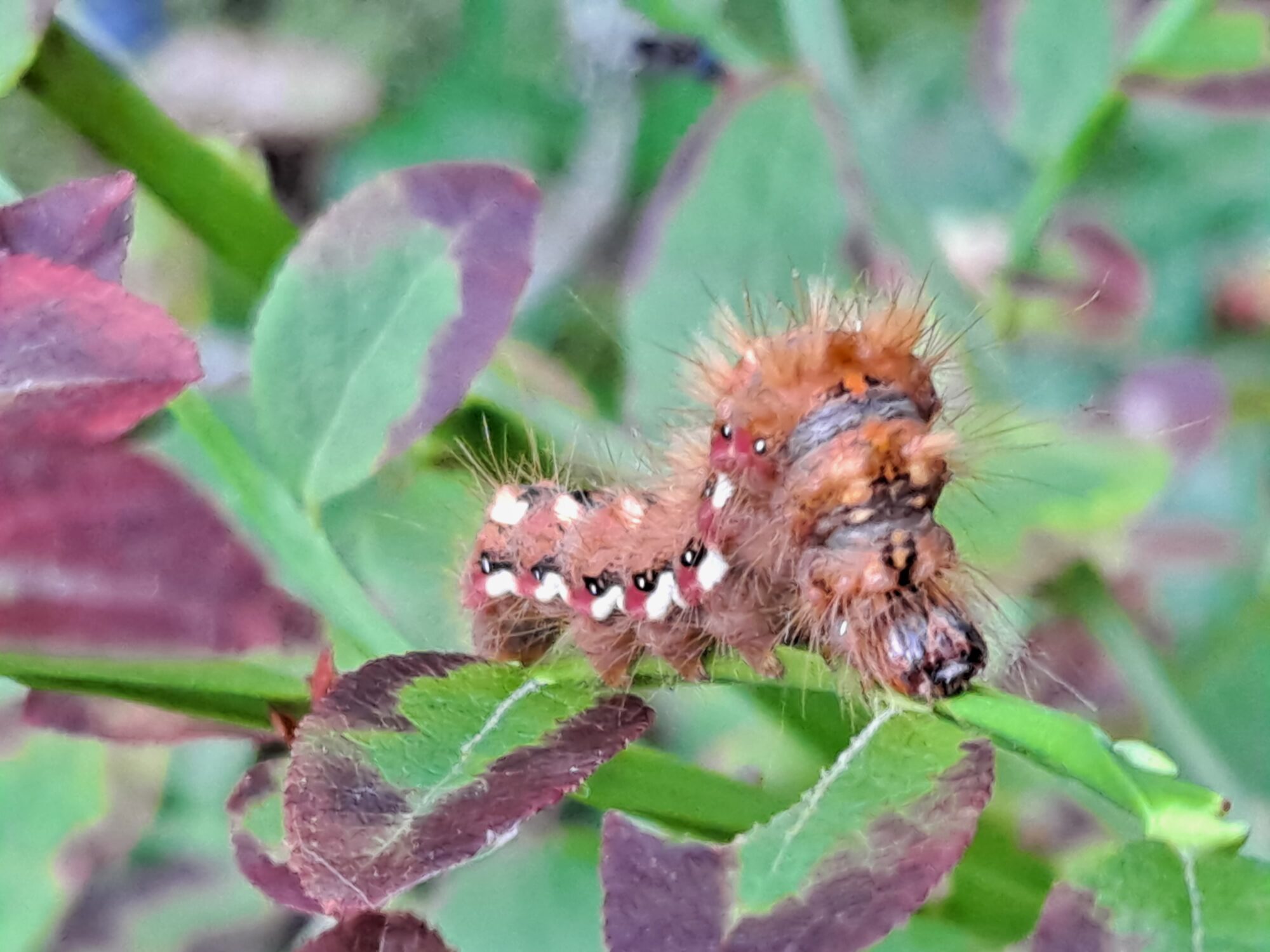 Valokuvaaja: Satu Suuntala Valokuvaaja: Satu Suuntala