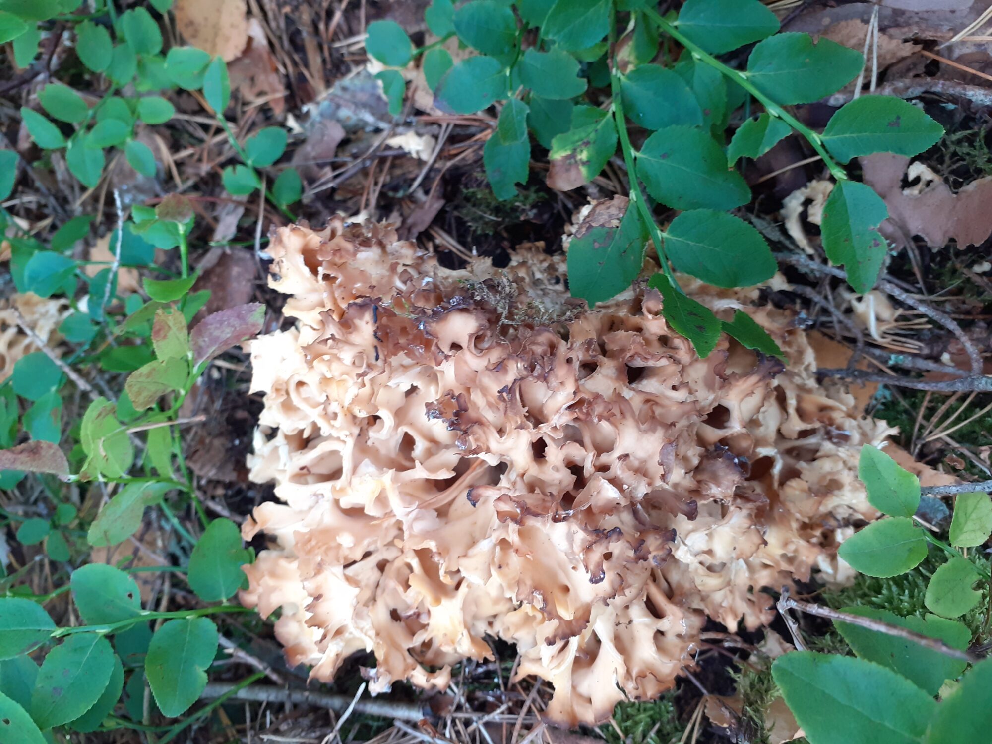 Valokuvaaja: Eeva-Liisa Ilvonen