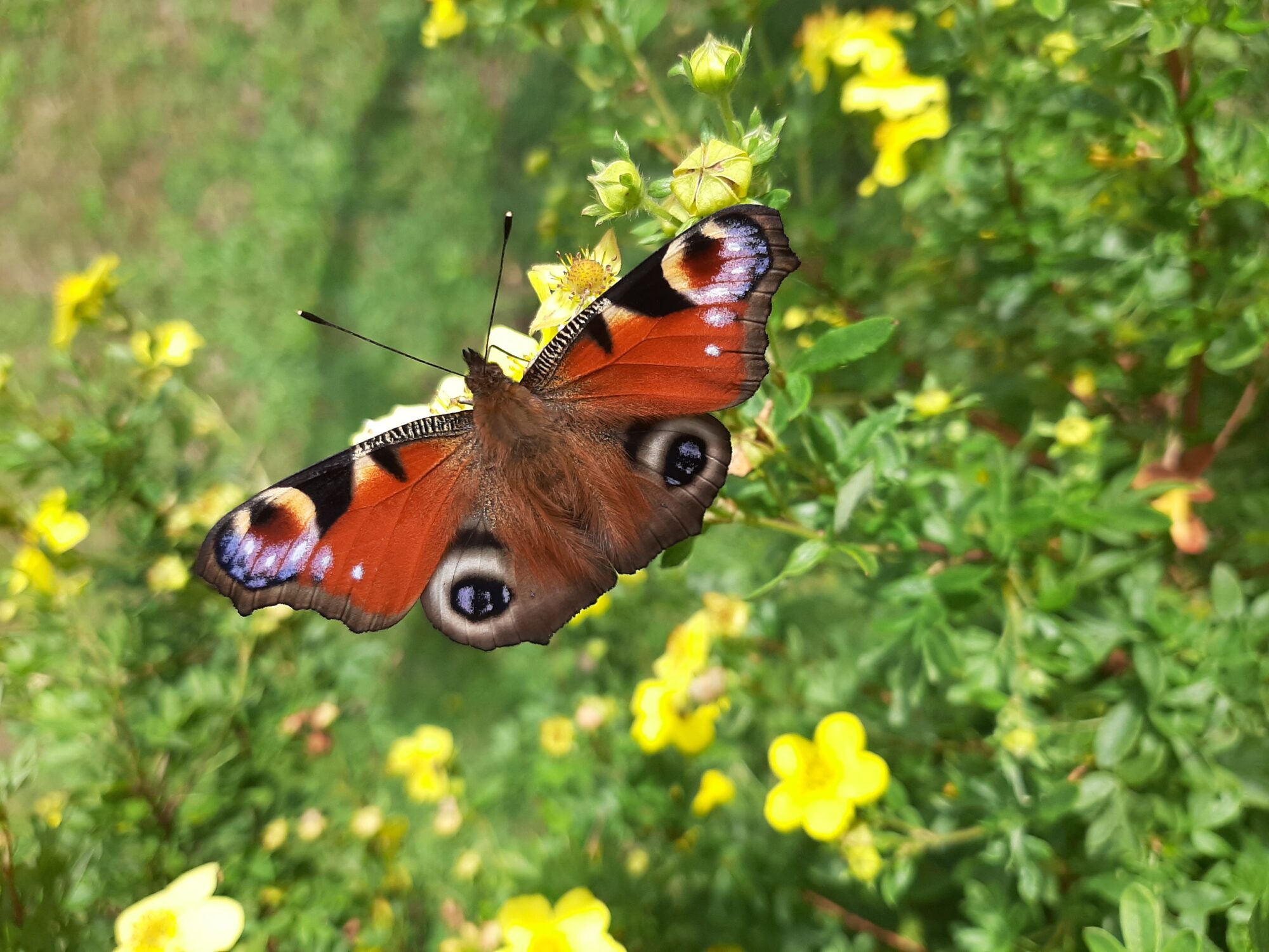 Valokuvaaja: Auli Feldt Valokuvaaja: Auli Feldt